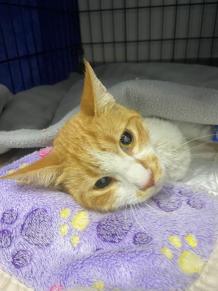 A picture of an orange-and-white cat lying down on the purple blanket.