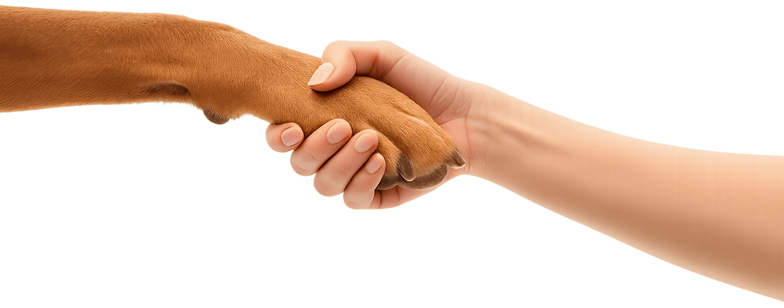 Dog Hand Shake With Human Hand