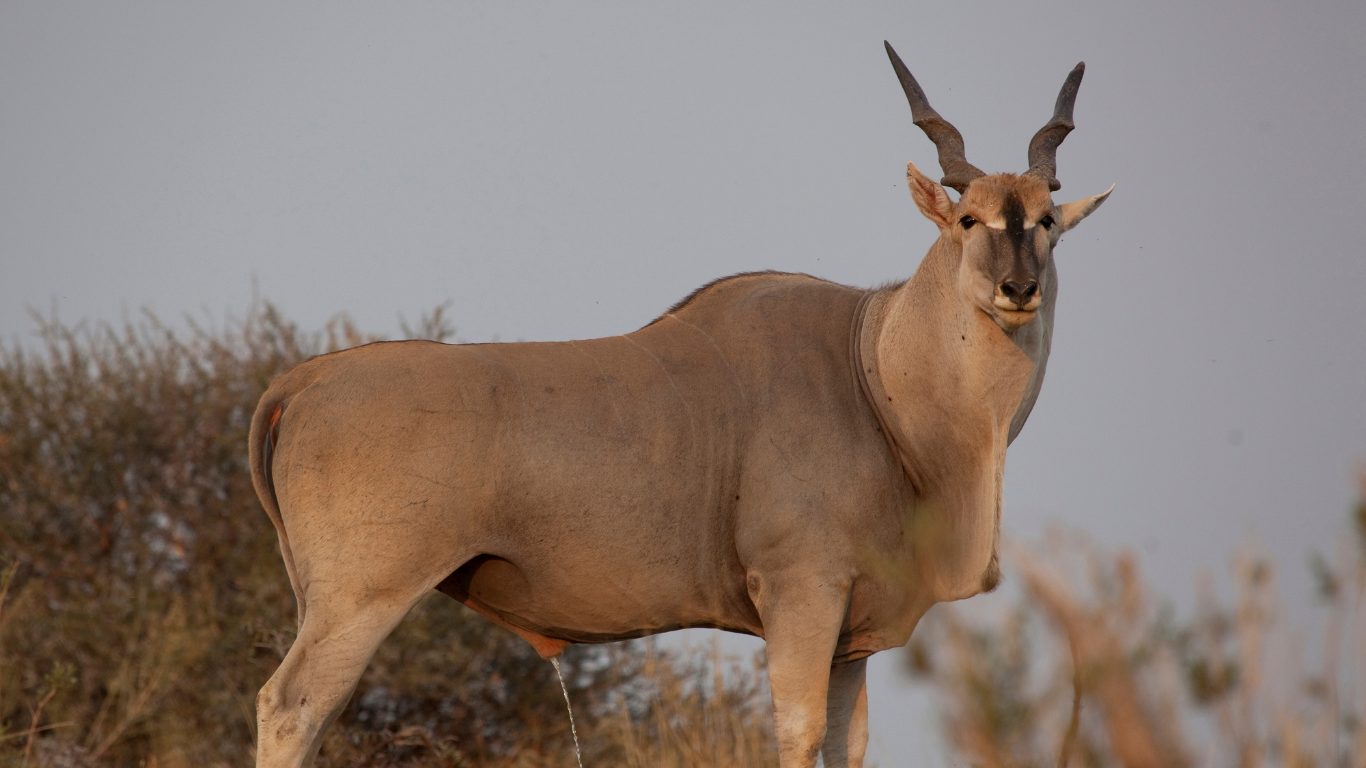 Africa's Largest Antelope