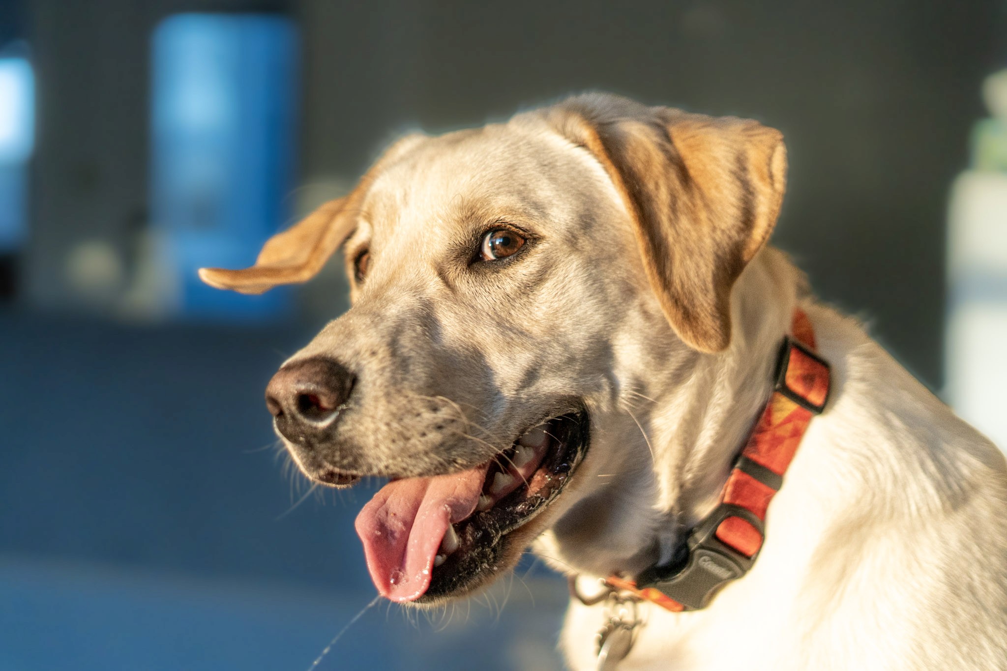 live in pet dog sitting in home