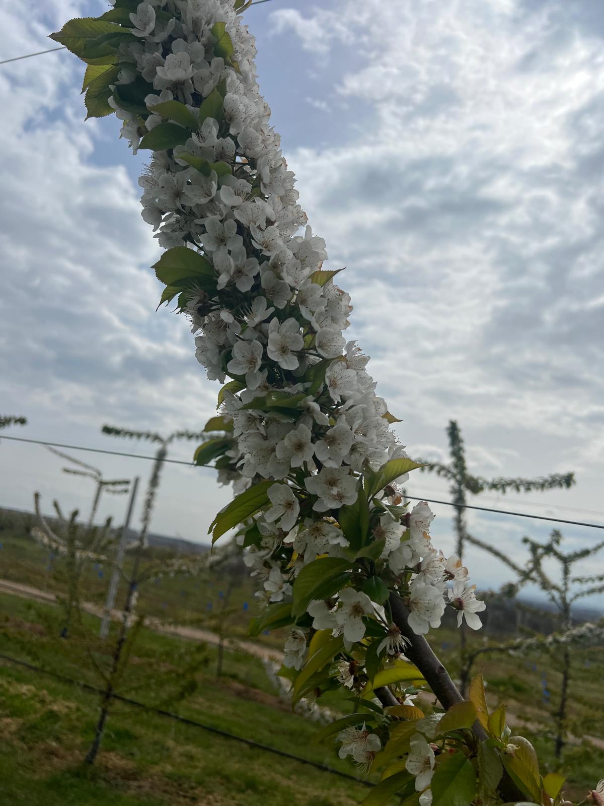 Flowering cherry orchard, B2B fruit supply Greece.