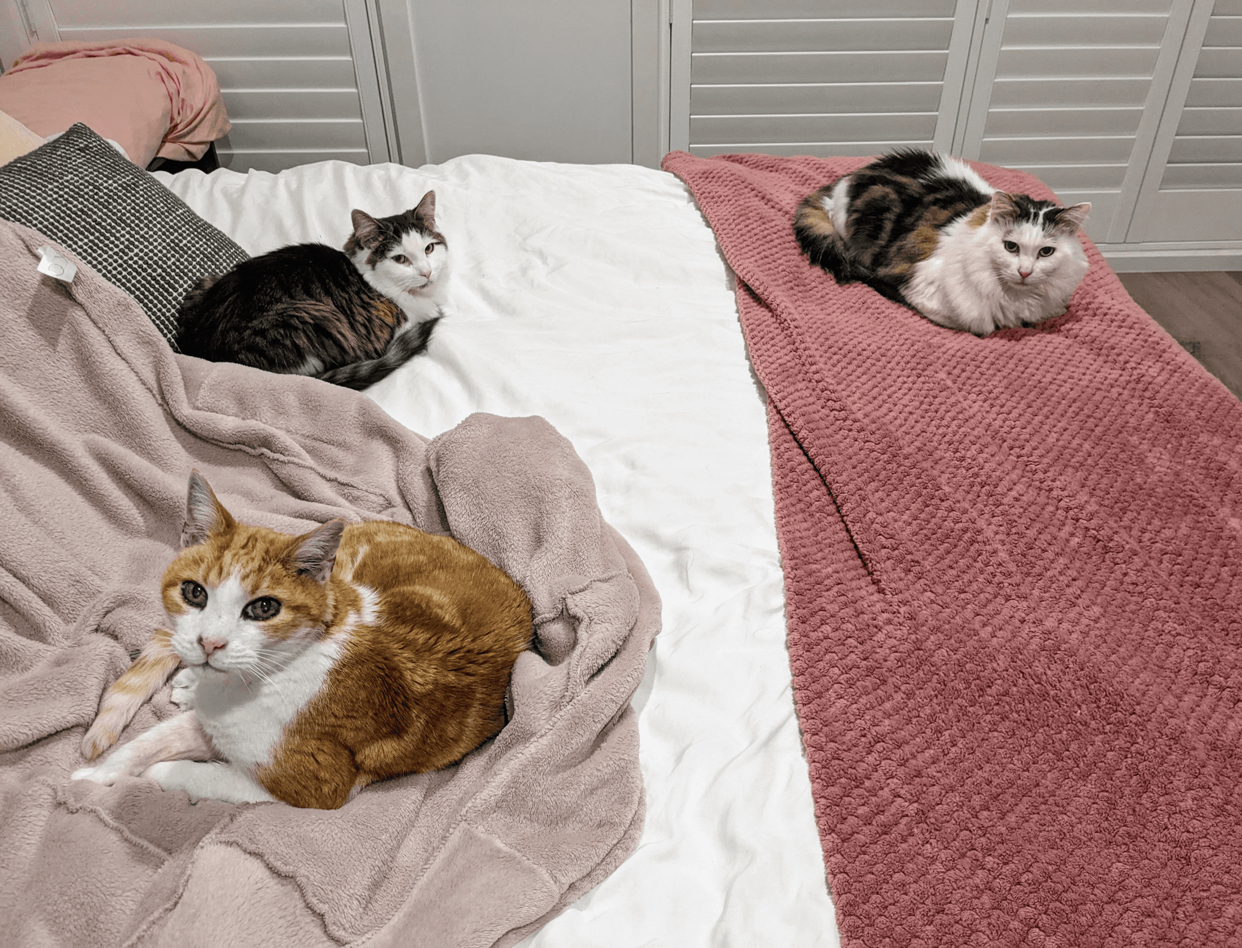 A fluffy, black and white cat sits inside a A Treasured Pals Premium Sifting Litter System  on a wooden floor, with a colorful striped object in the background.