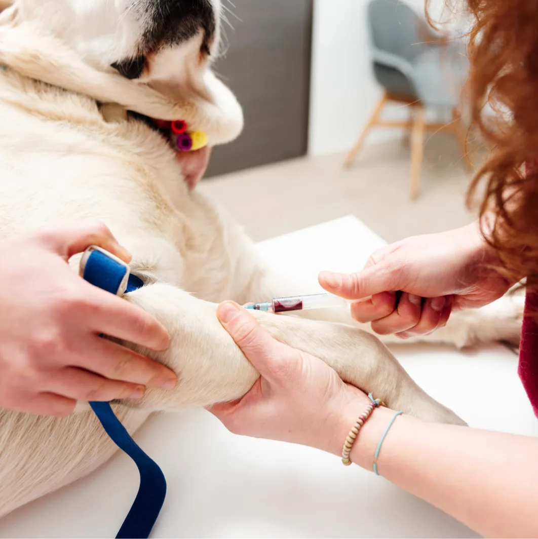 Imagem do serviço veterinário Transfusão sanguínea