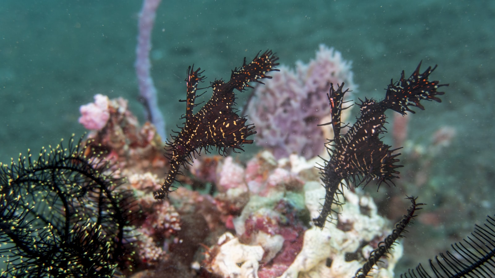 Ornate ghost pipefish hovering above a crinoid on a sandy slope