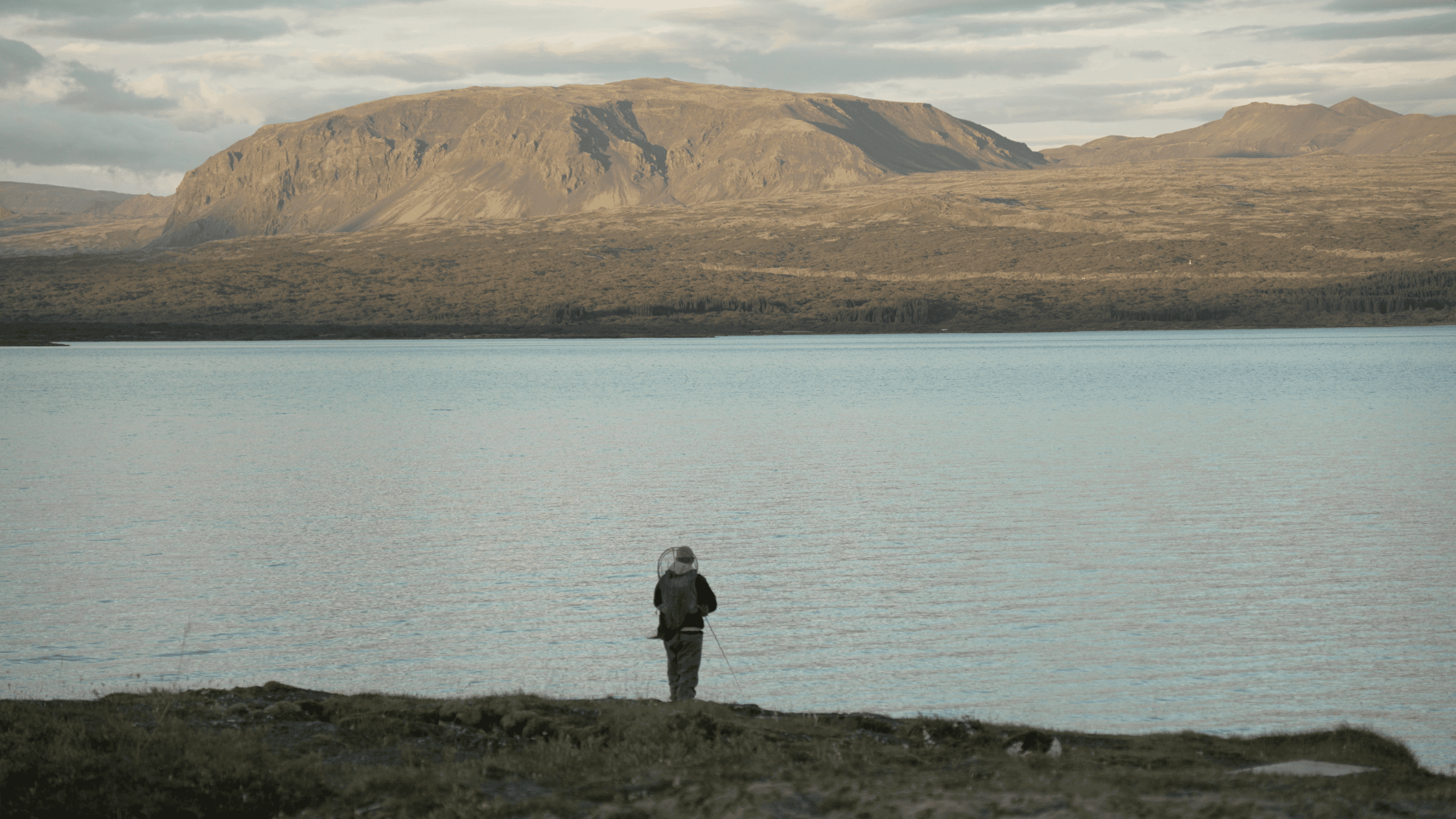 Island, Brown Trout, Arctic char, fjeldørred