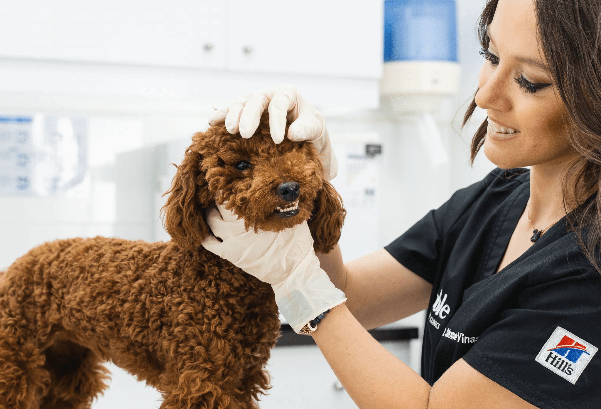 A veterinarian is holding a brown dog's head and moving its hair to check its eyes for an infection.