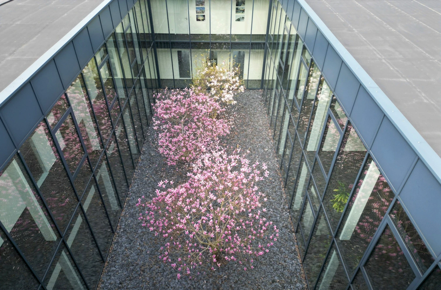 Aerial view of the headquarter building with glass walls, showcasing flowering trees in the courtyard.