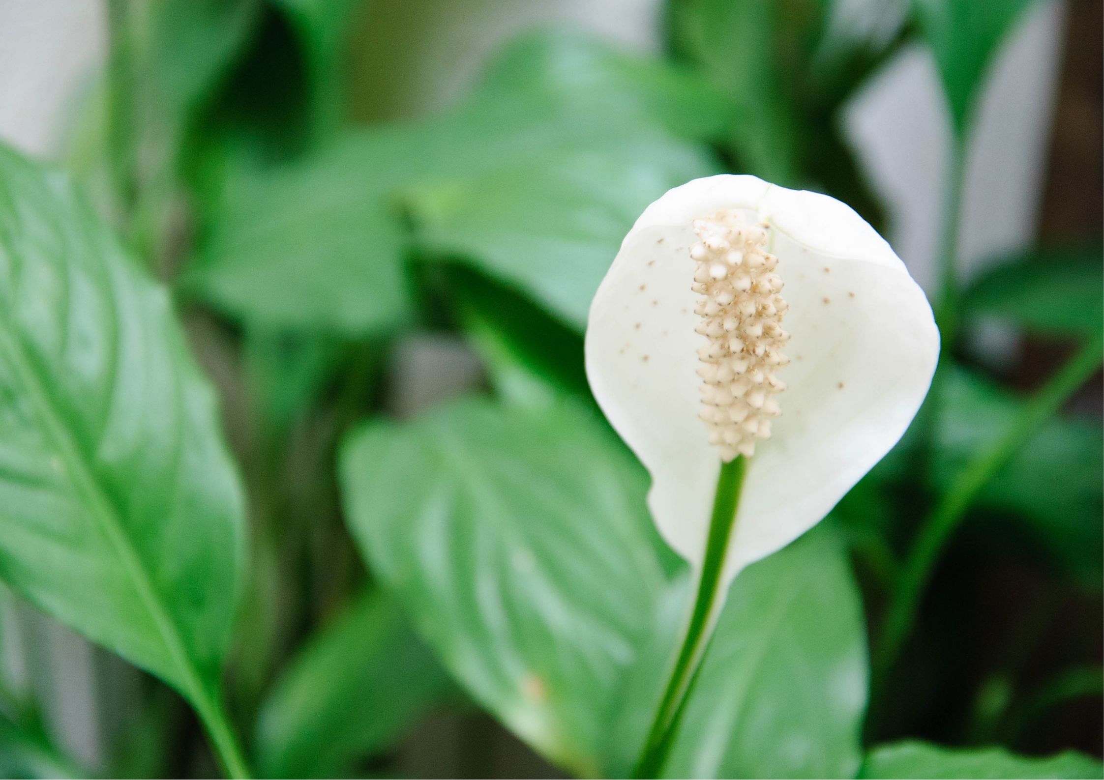 Healthy indoor plants for the home
