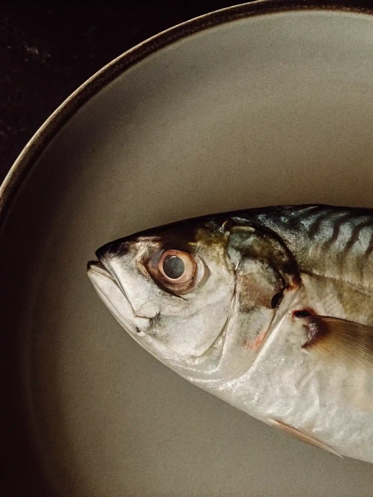 Studio portait of a man with suitcase.
