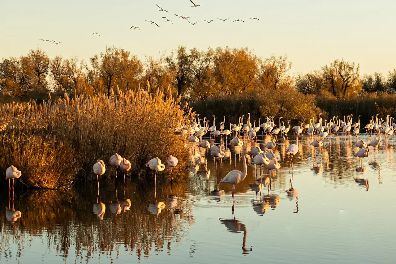 Pink flamingos at sunset in the Camargue wetlands, France, symbol of eco-friendly travel and nature conservation