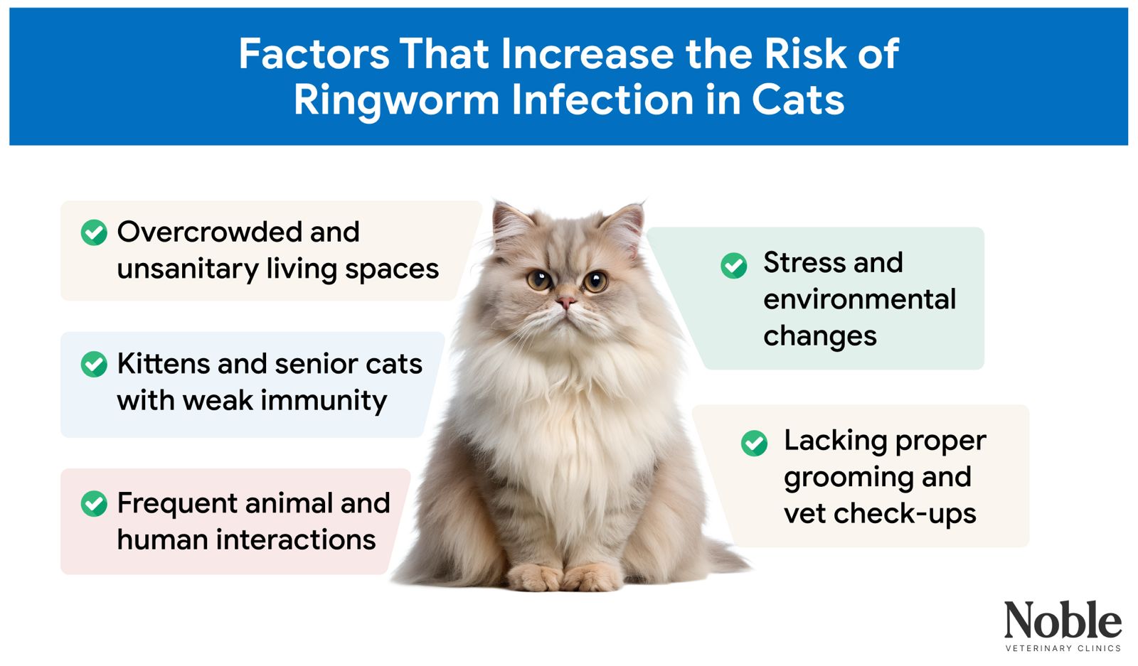 An infographic showing the factors that increase the risk of a ringworm infection in cats.