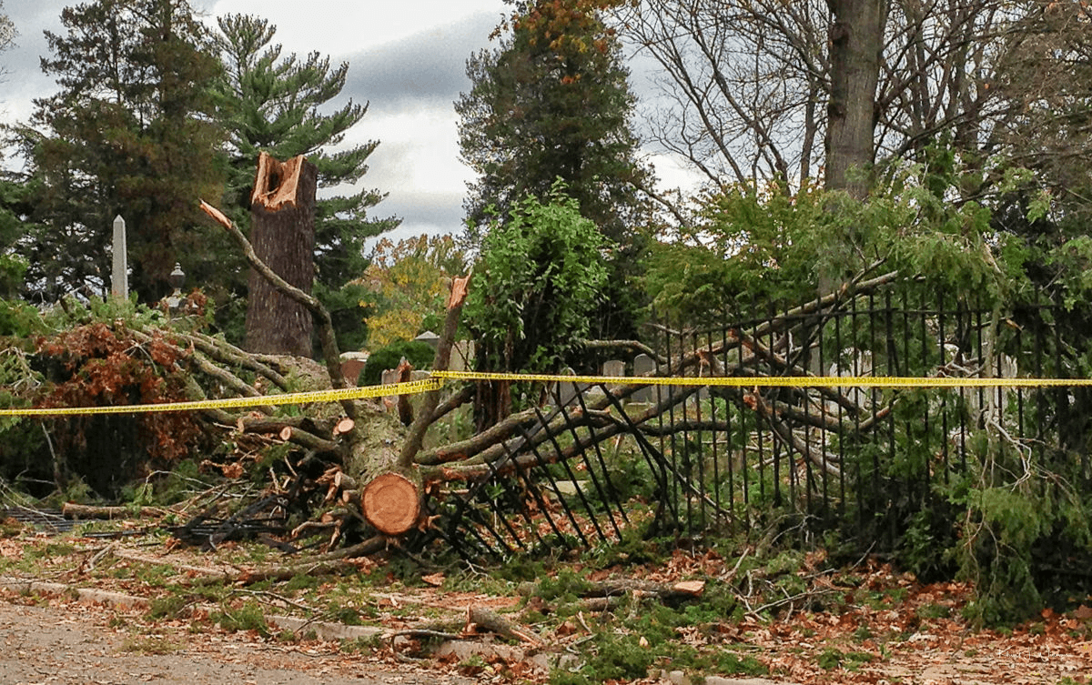 Tree fallen ontop of fence