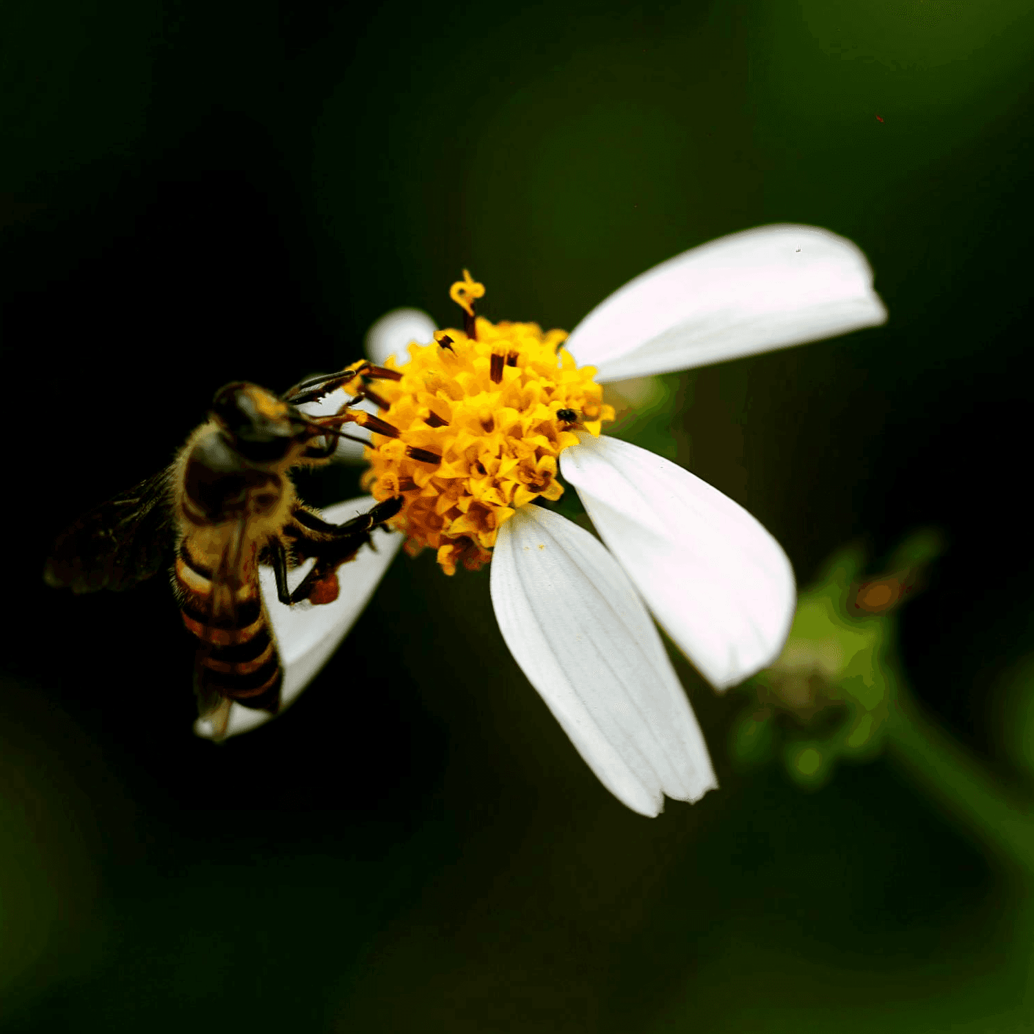 Eine Honigbiene sammelt Pollen auf einer weißen Blüte – Symbolbild für das Projekt Die Friedensbiene der Oronos Stiftung.