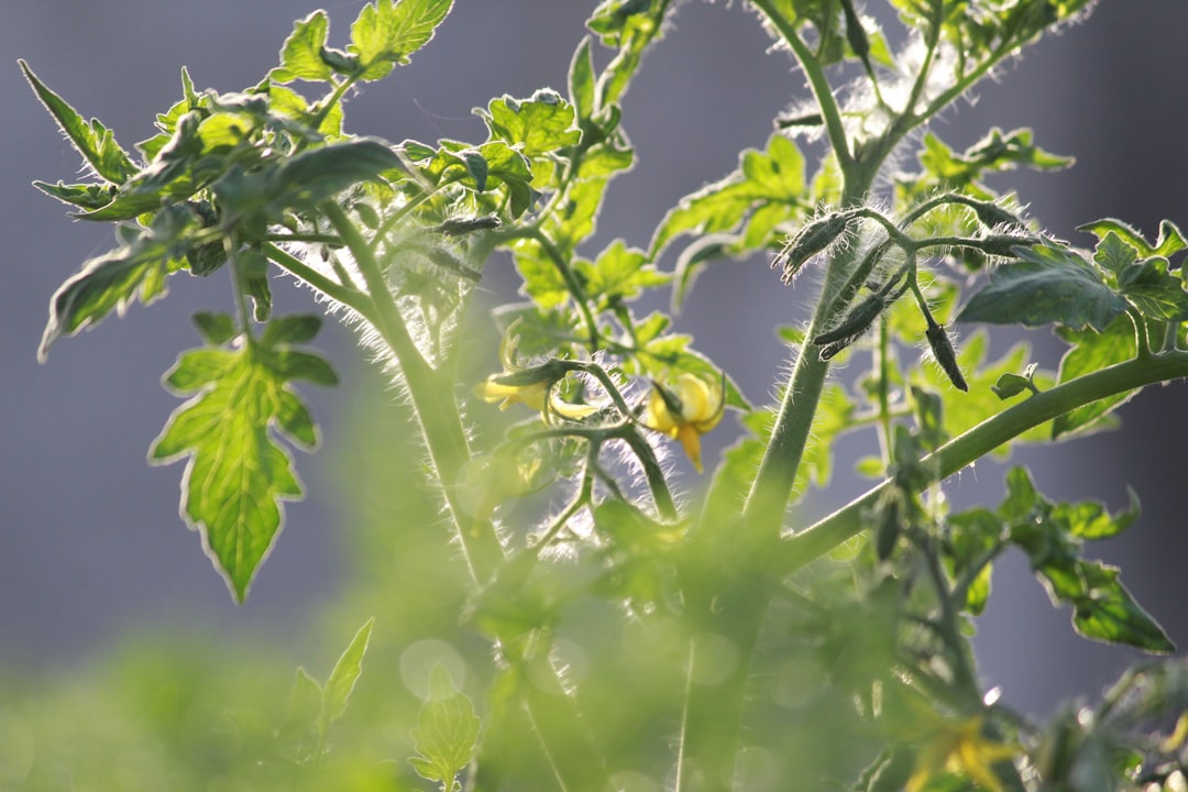 a close-up of a plant