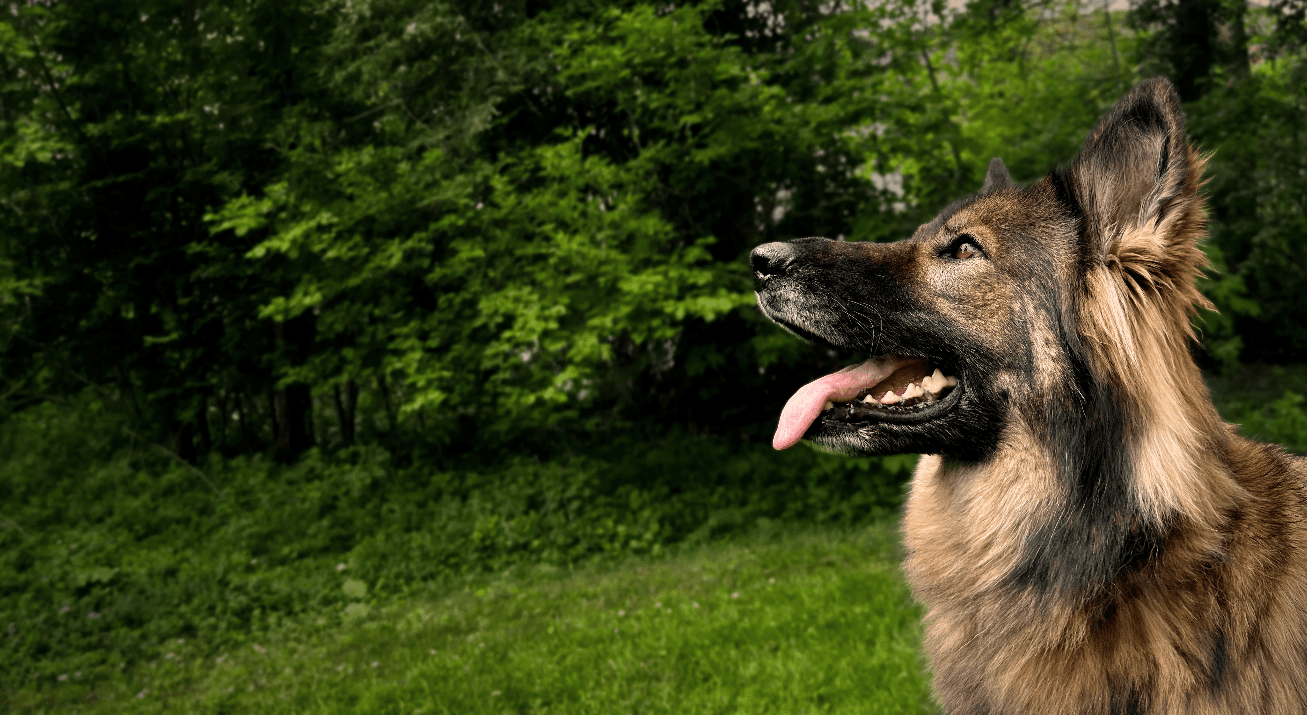 Schäferhund schaut in den Himmel 