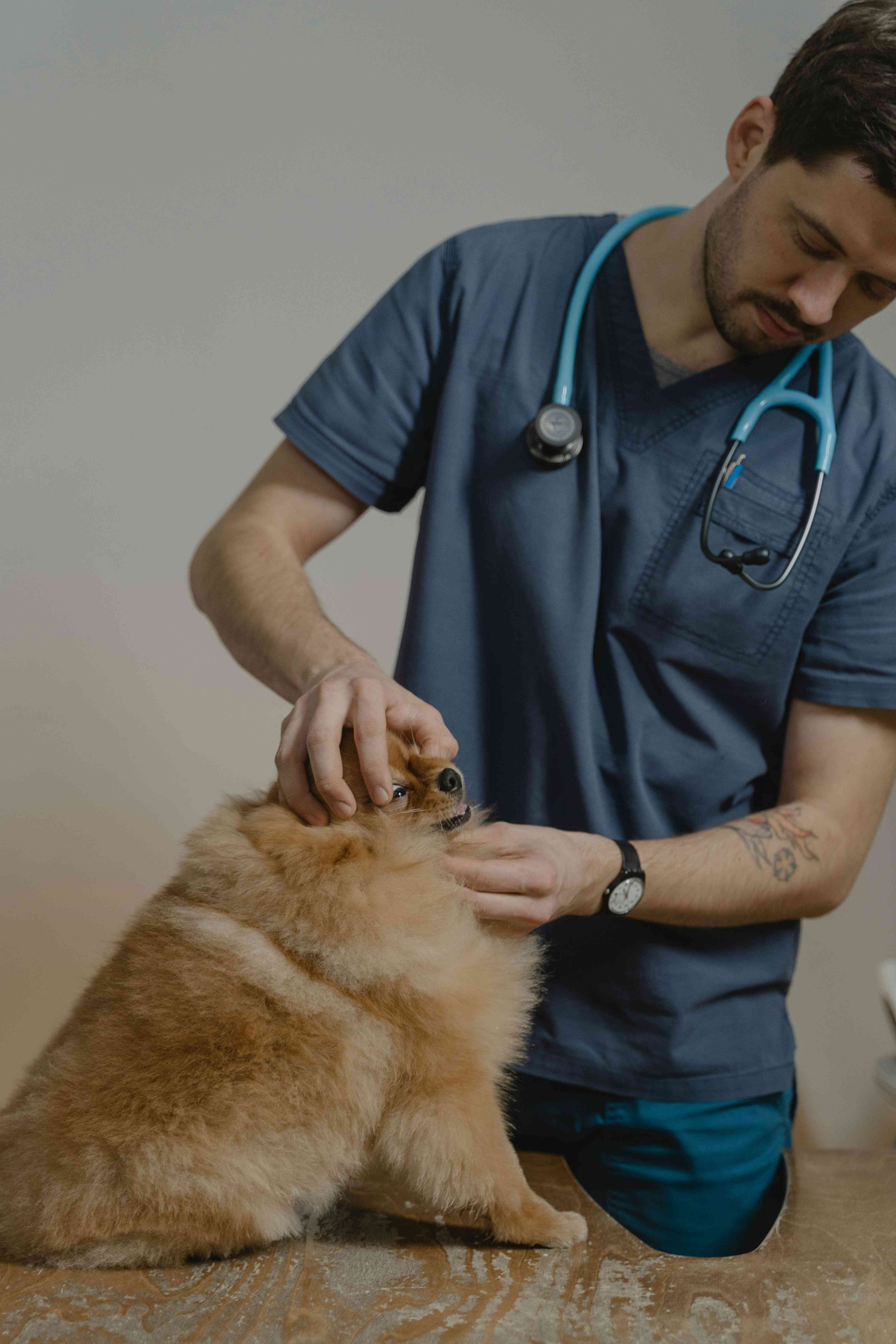 A dog getting a health checkup at the vet clinic