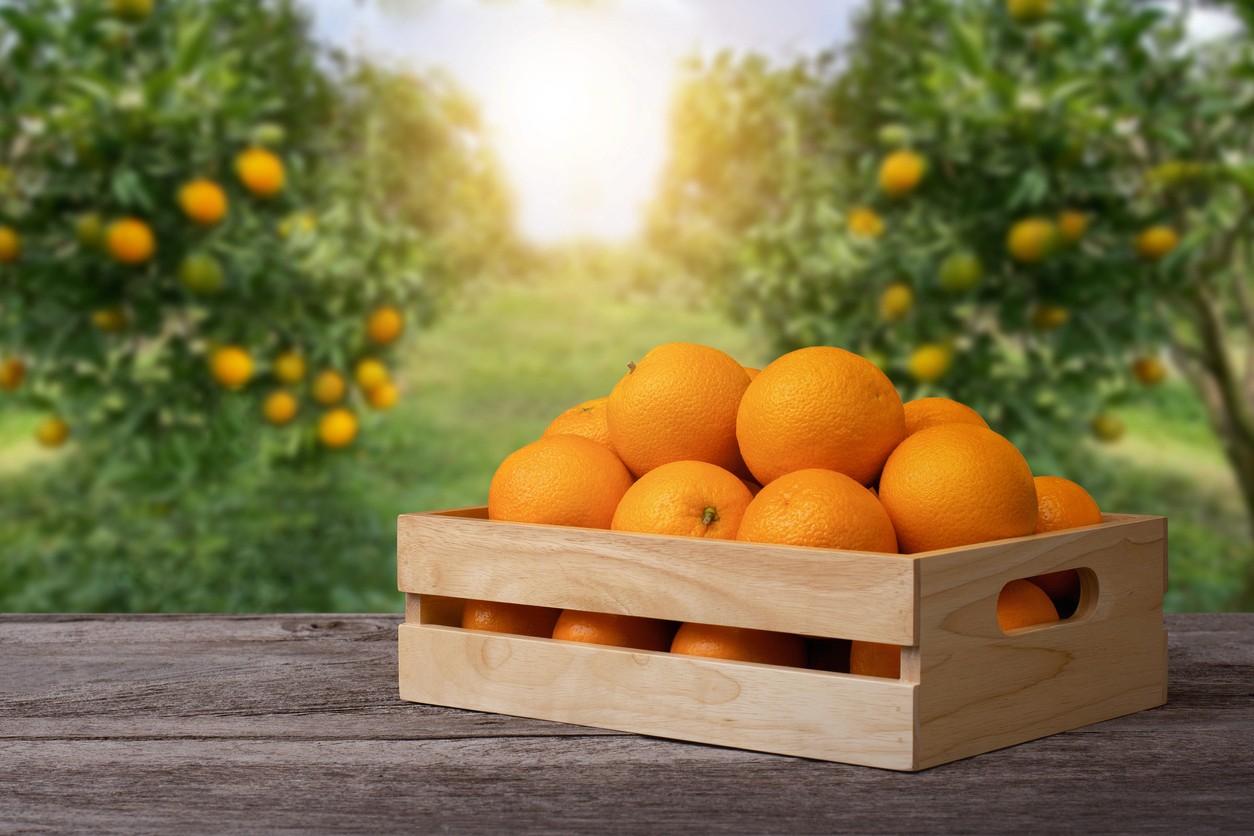 A crate of oranges sitting in front of orange trees