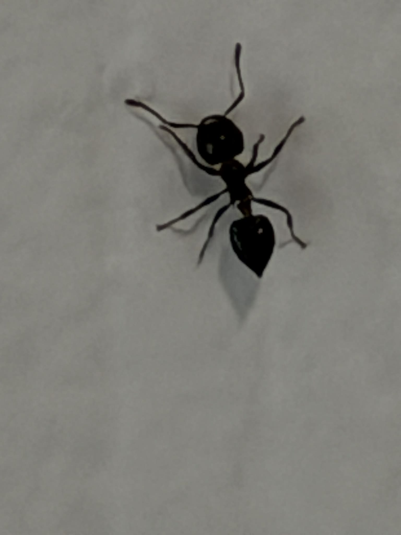 Ant Services in Kingsport TN