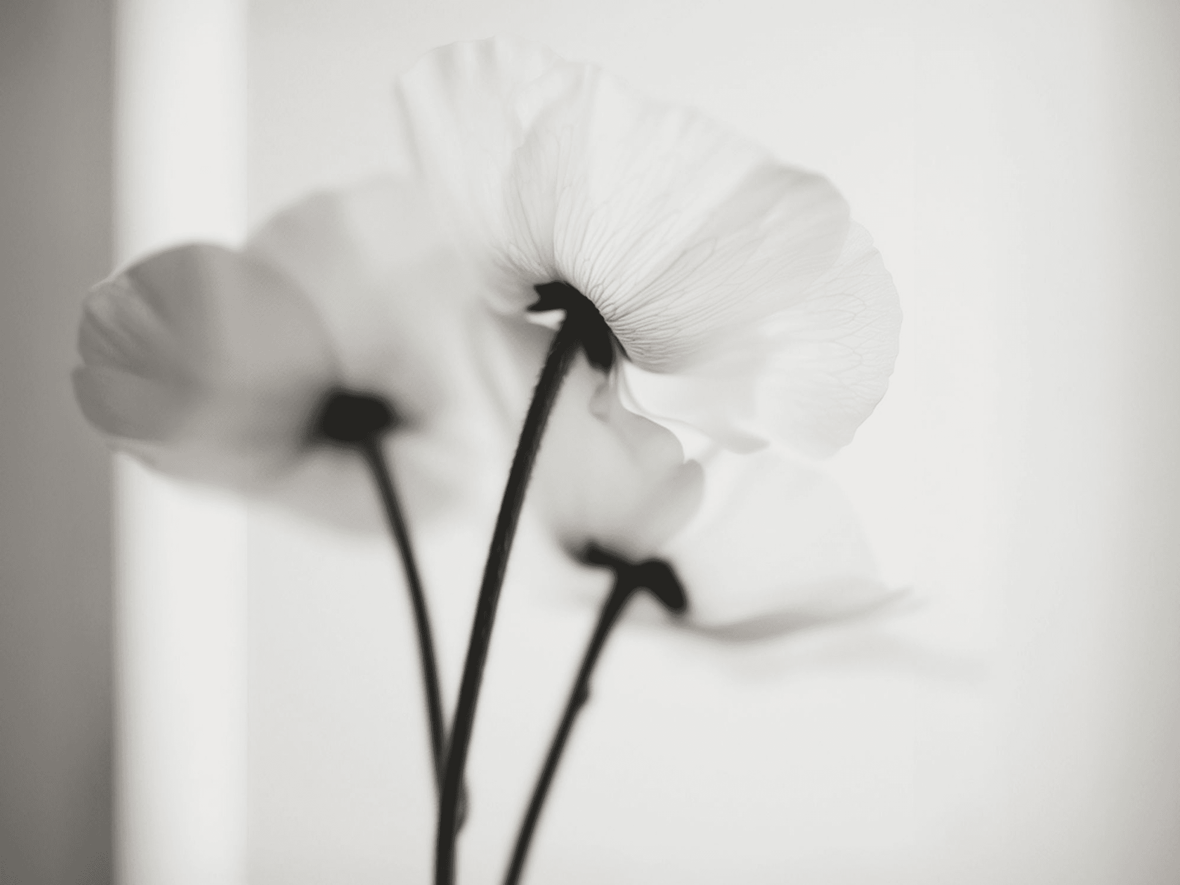 Soft, monochrome photo of white flowers with shallow depth of field and diffused window light.