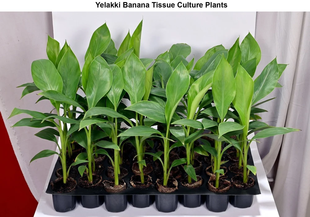 Aerial view of cultivated banana fields