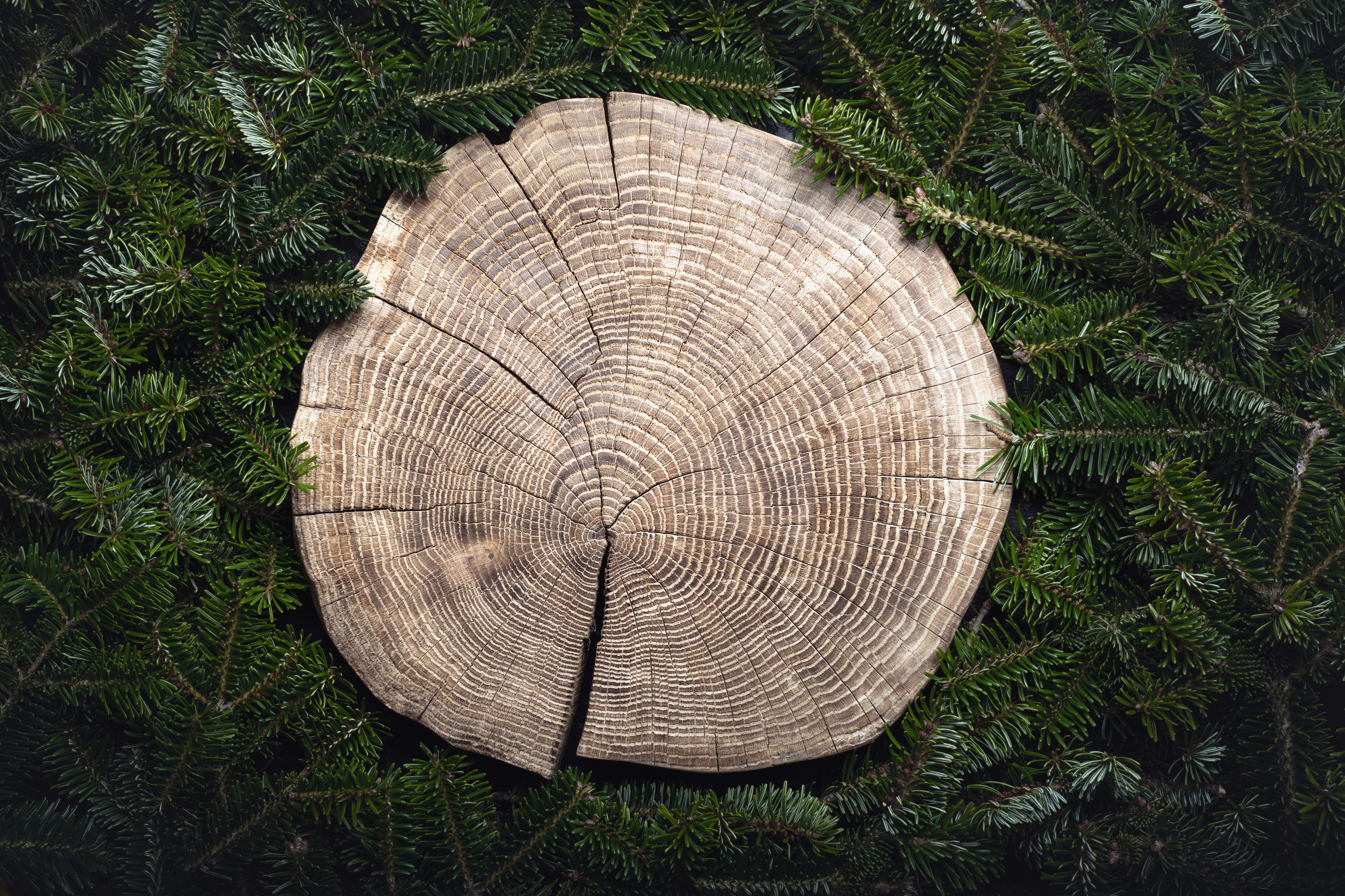 middle of tree stump showing the age rings with tree branches around it 