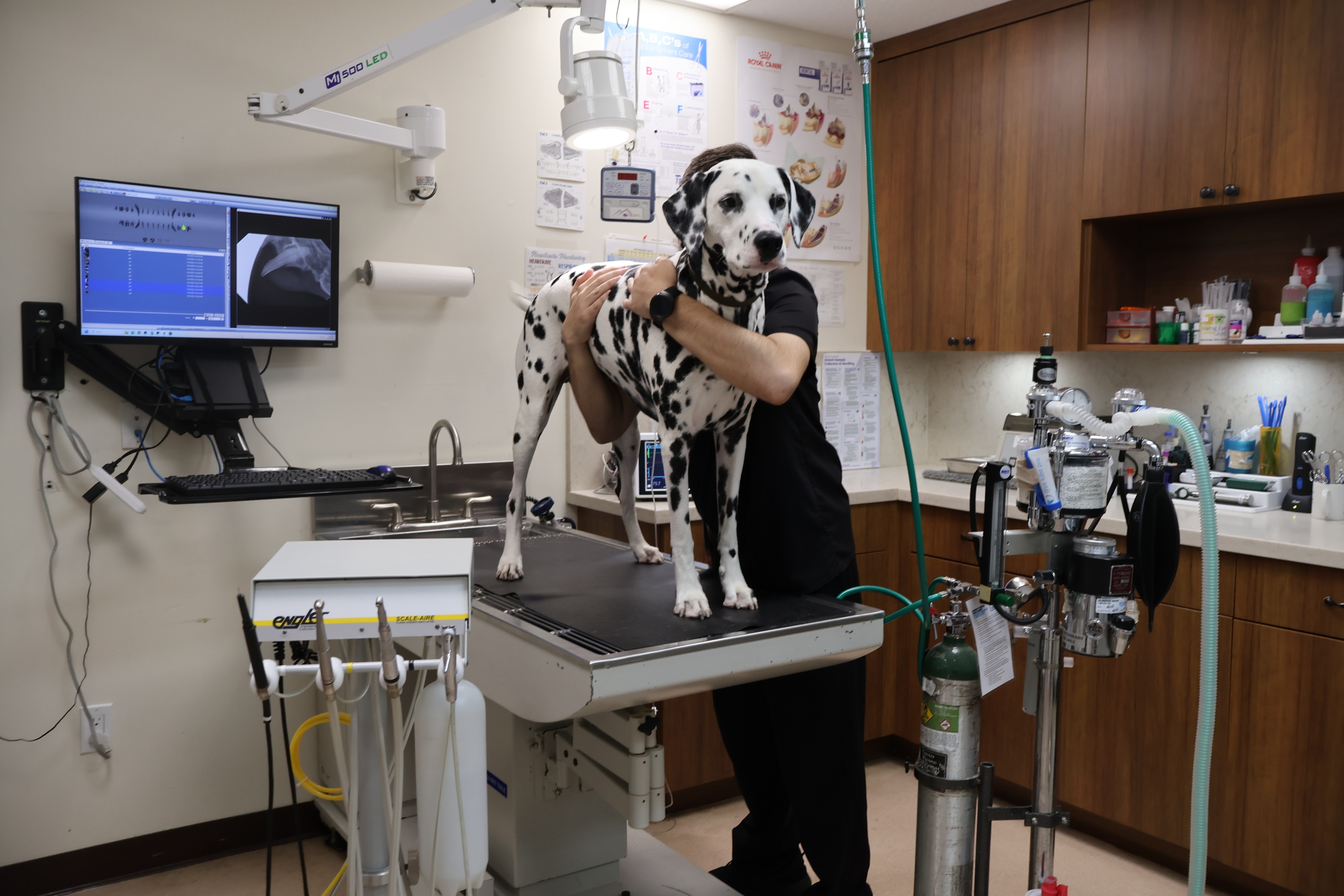 dalmation standing on the treatment table