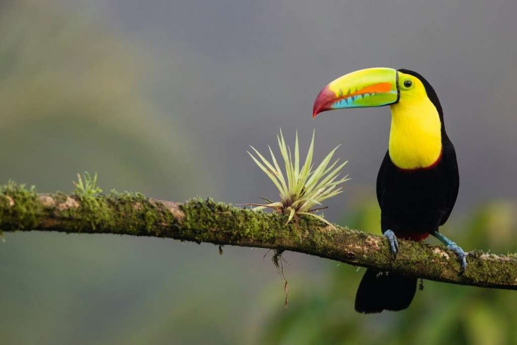 toucan on a branch