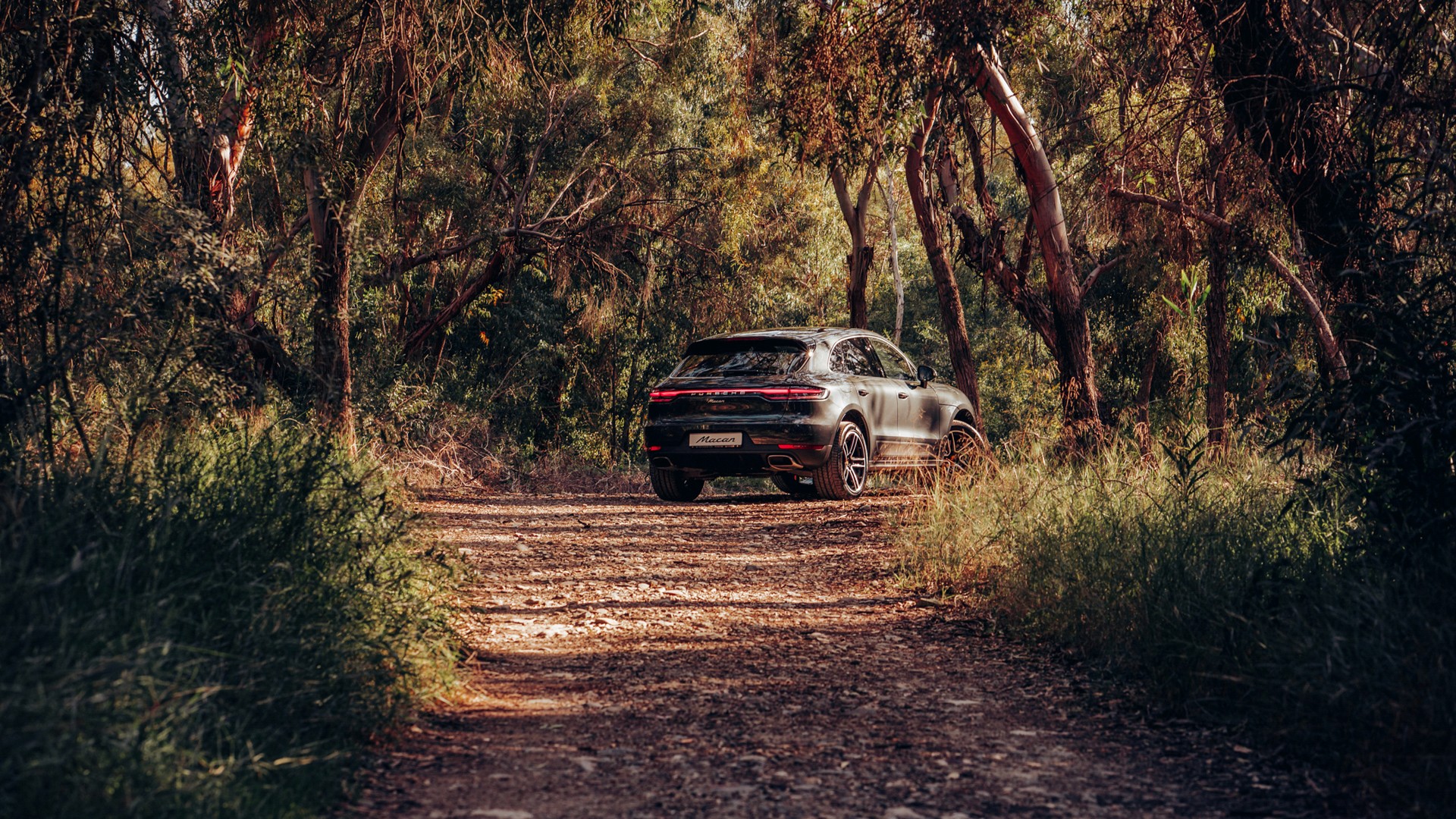 Dark grey Porsche Macan seen from the rear three-quarter on a leafy woodland dirt track, dappled sunlight through eucalyptus trees, with the full-width rear light bar and "Macan" lettering visible.
