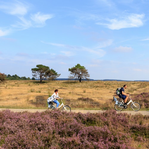 Two people cycling on a path through a scenic grassy field with lavender and sparse trees under a blue sky.