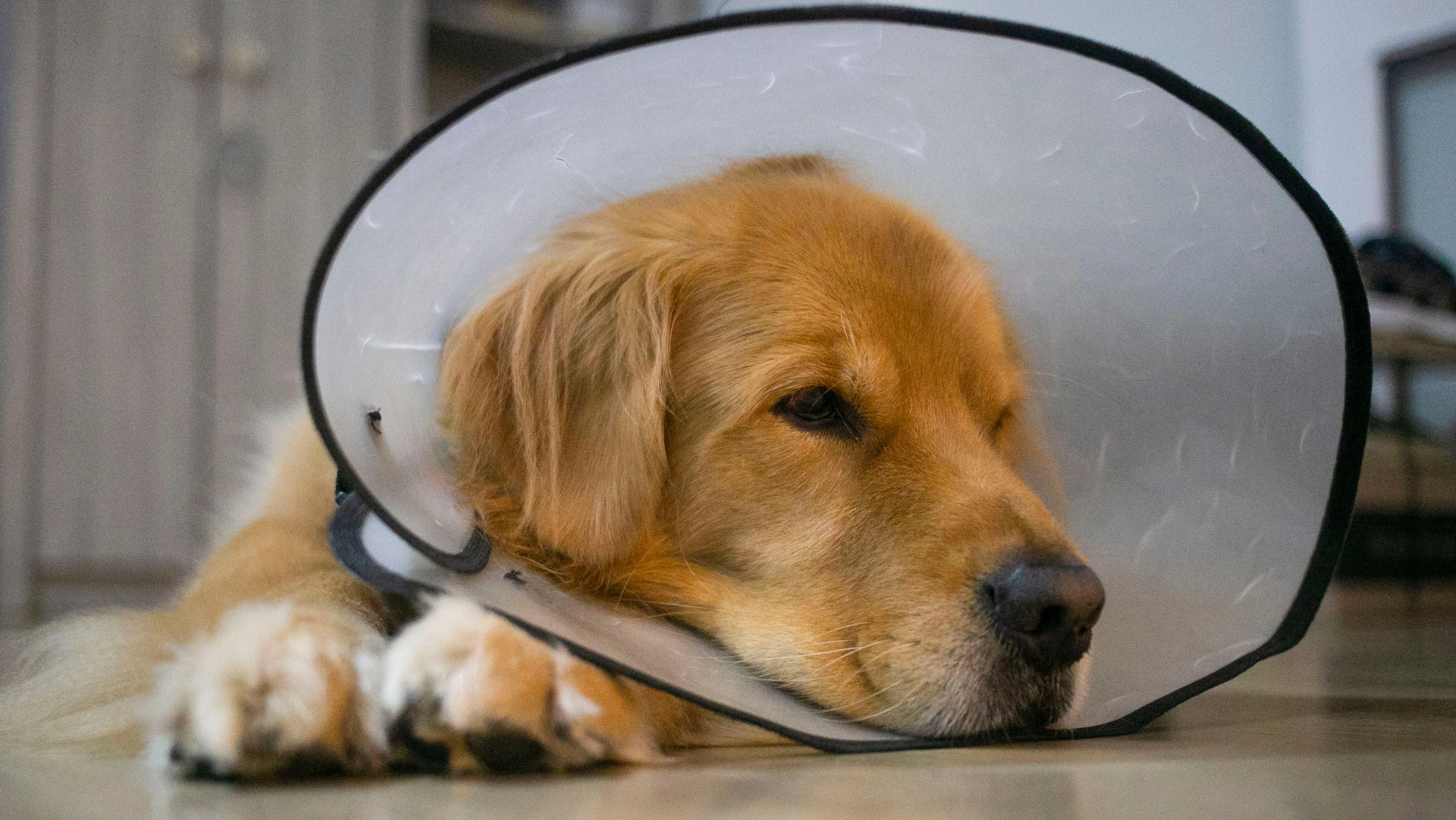a labrador dog in a cone