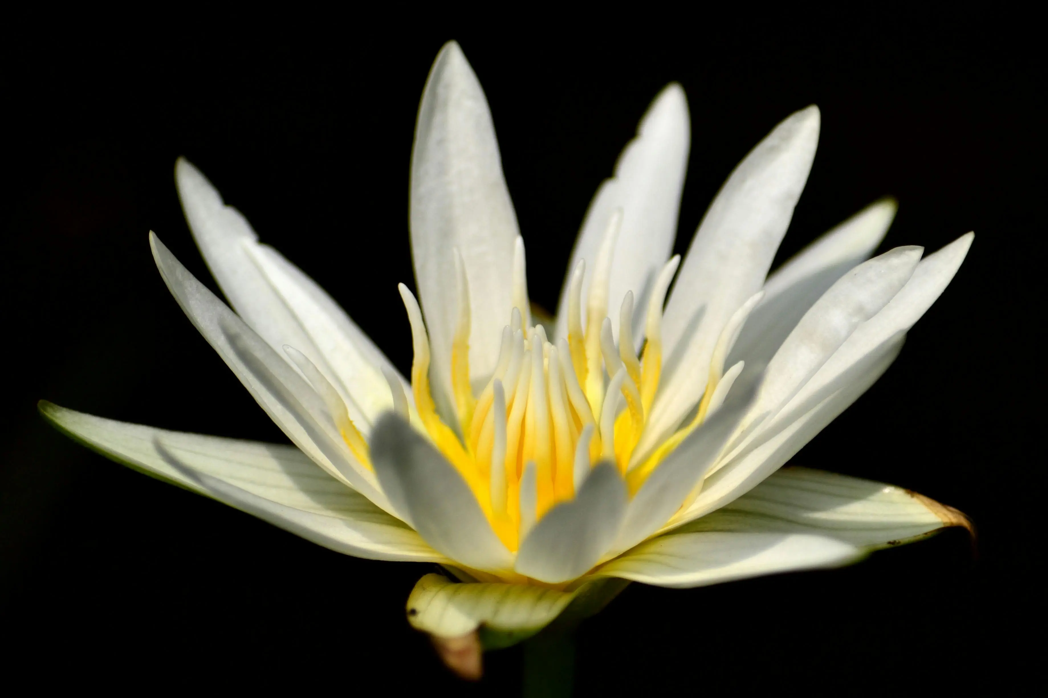 a white flower representing the reincarnation