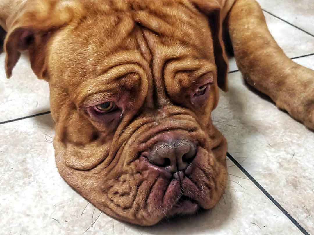 Cucciolone con problemi di piodermite e malassezia