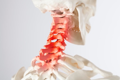 Modelo de columna vertebral humana con un cuello resaltado en rojo