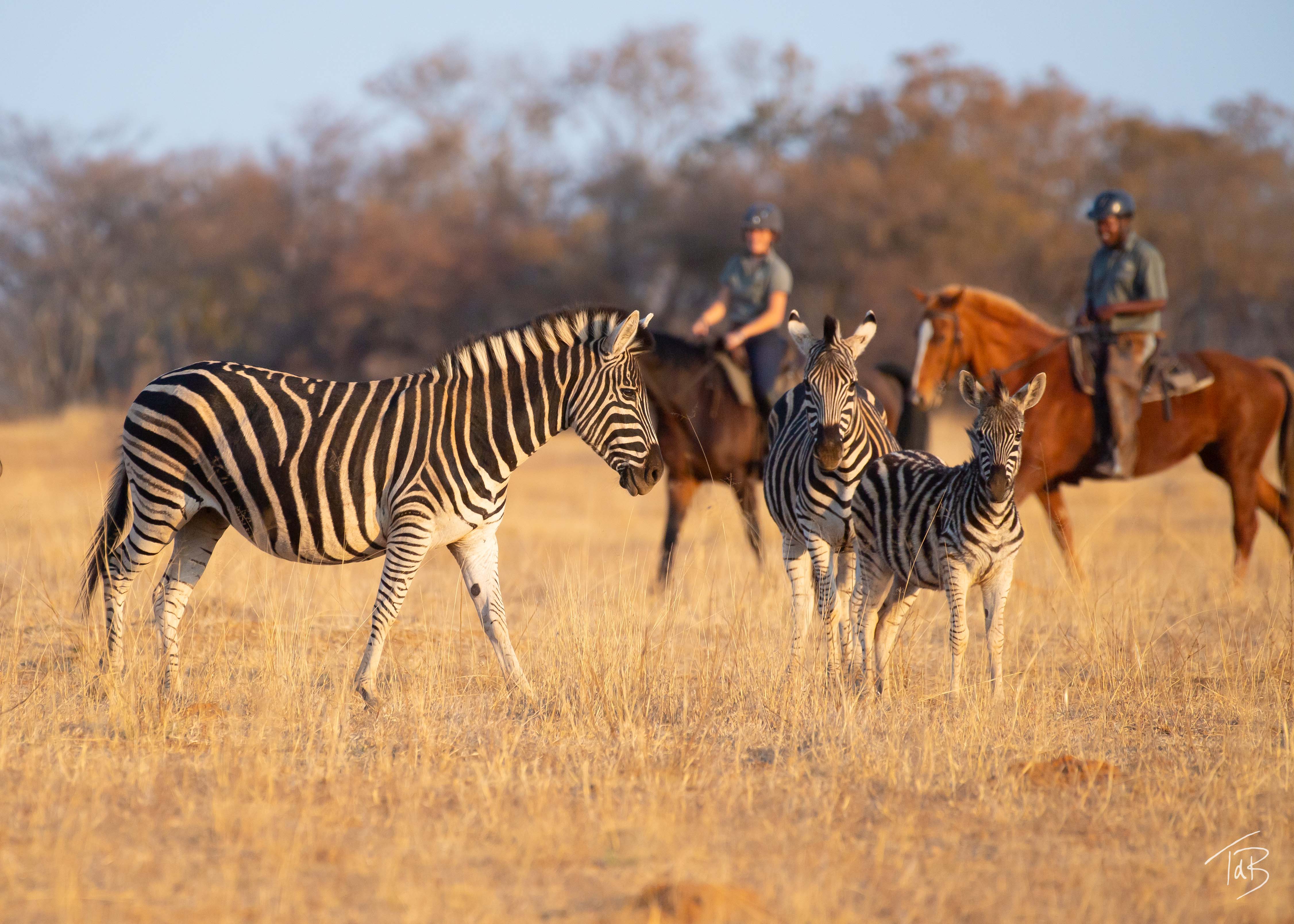 African Explorer, Botswana. En lång rad gnuer rör sig över slätterna med ryttarna i bakgrunden – ett klassiskt motiv från en ridsemester i Botswana.