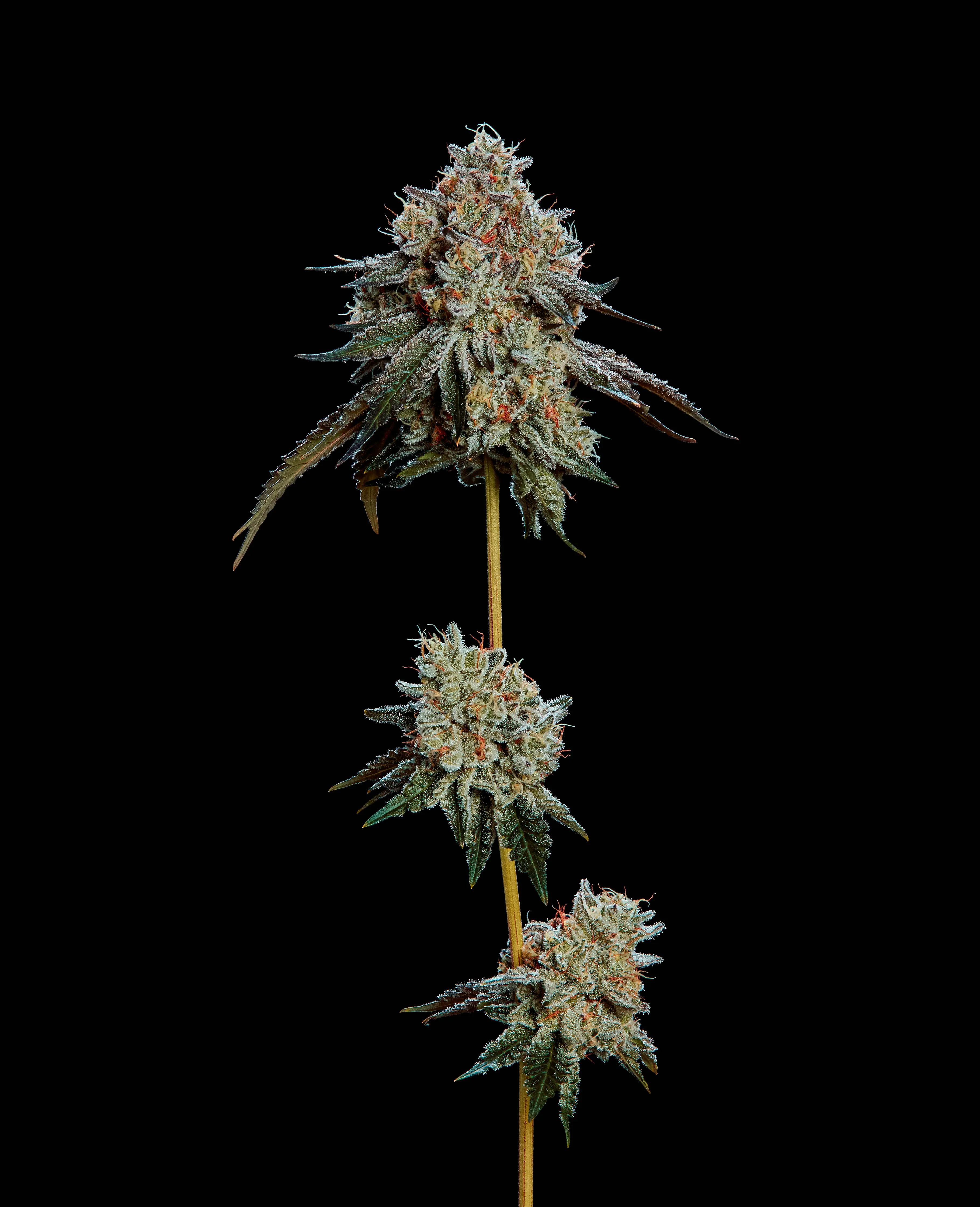 Hash Burger Cola Image