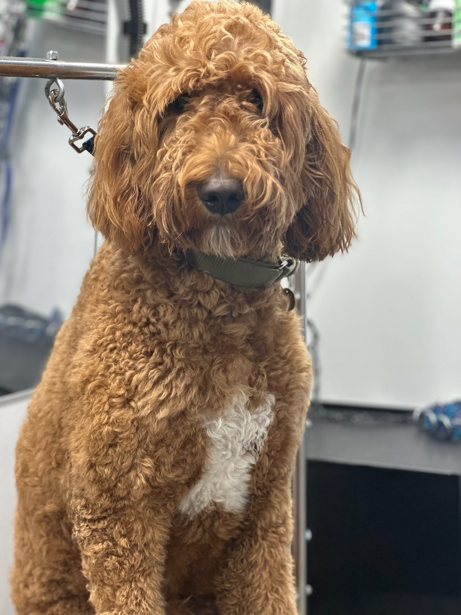 Freshly groomed apricot doodle with white chest sitting during mobile dog grooming in Orange County