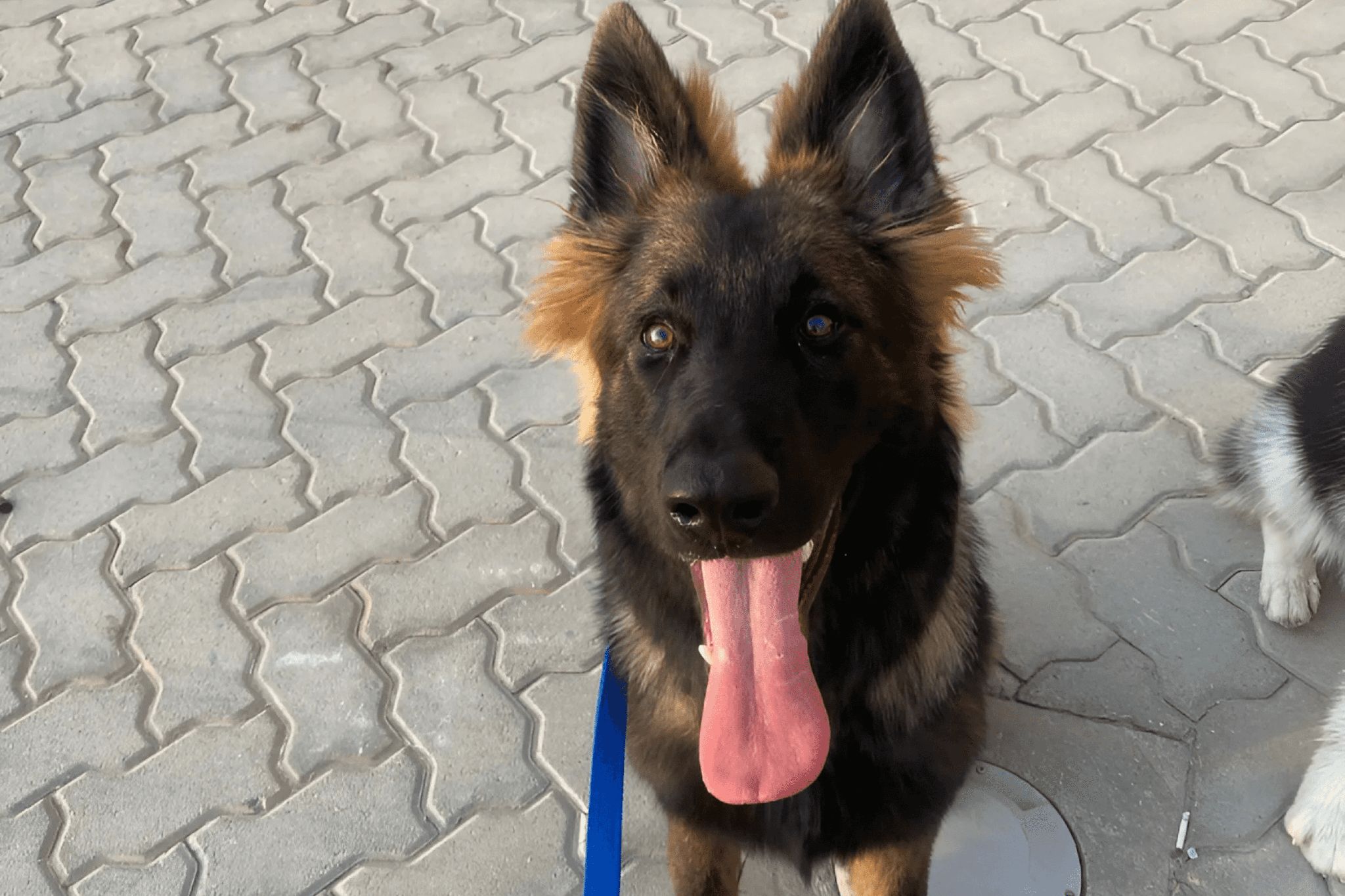 A dog wearing a blue leash is sticking its tongue out.