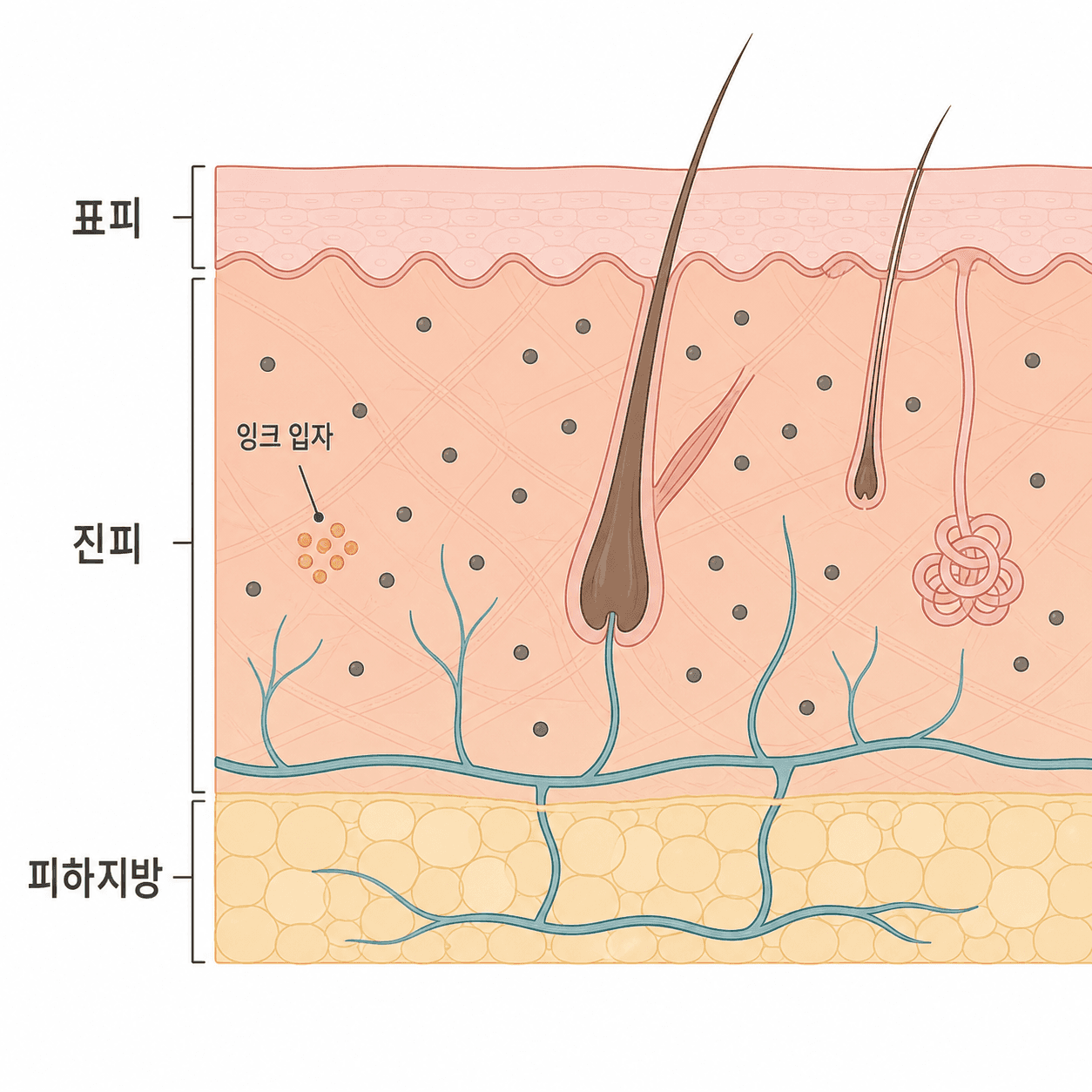문신 잉크 입자는 표피가 아니라 진피 안에 남아 있어요.