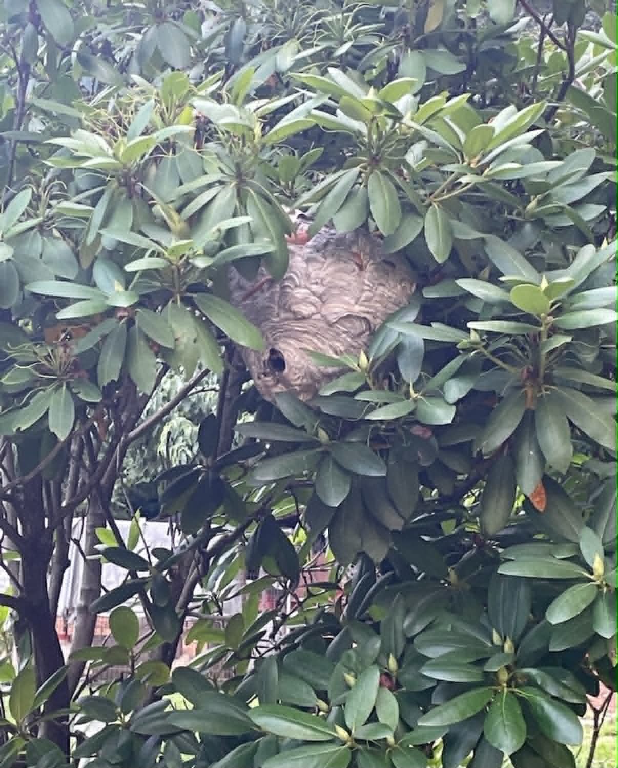 Hornet and Wasp Removal in Kingsport TN