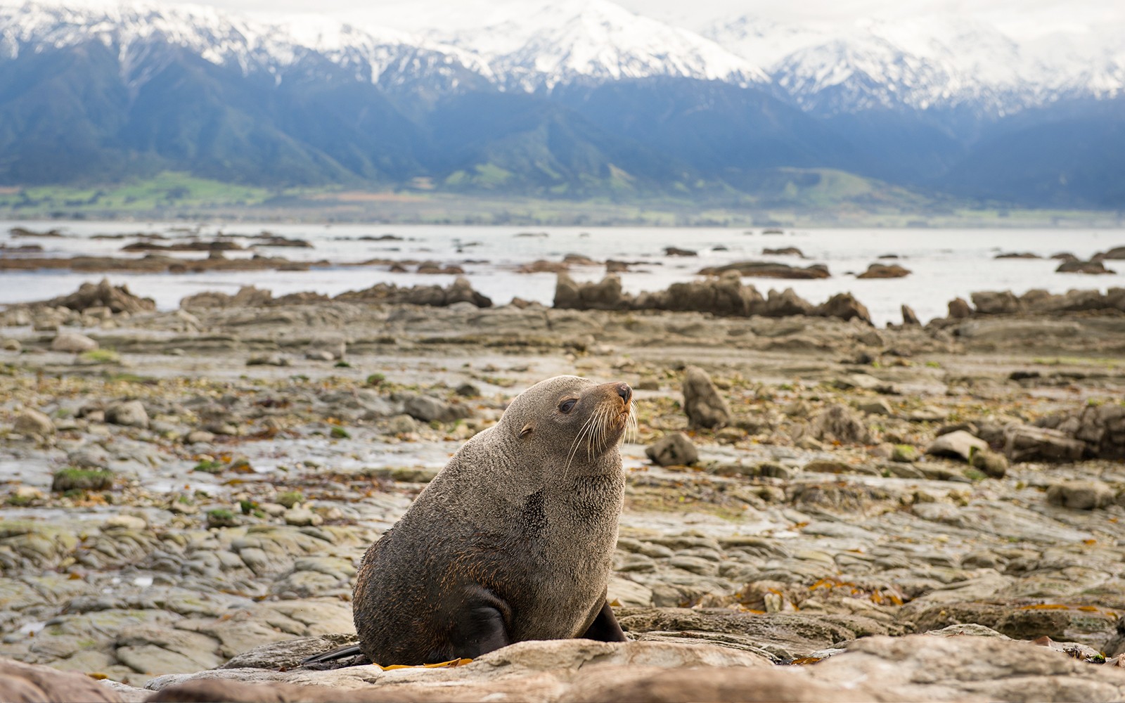 Seelöwe ruht an einer felsigen Küste mit schneebedeckten Bergen in Kaikoura, Neuseeland.