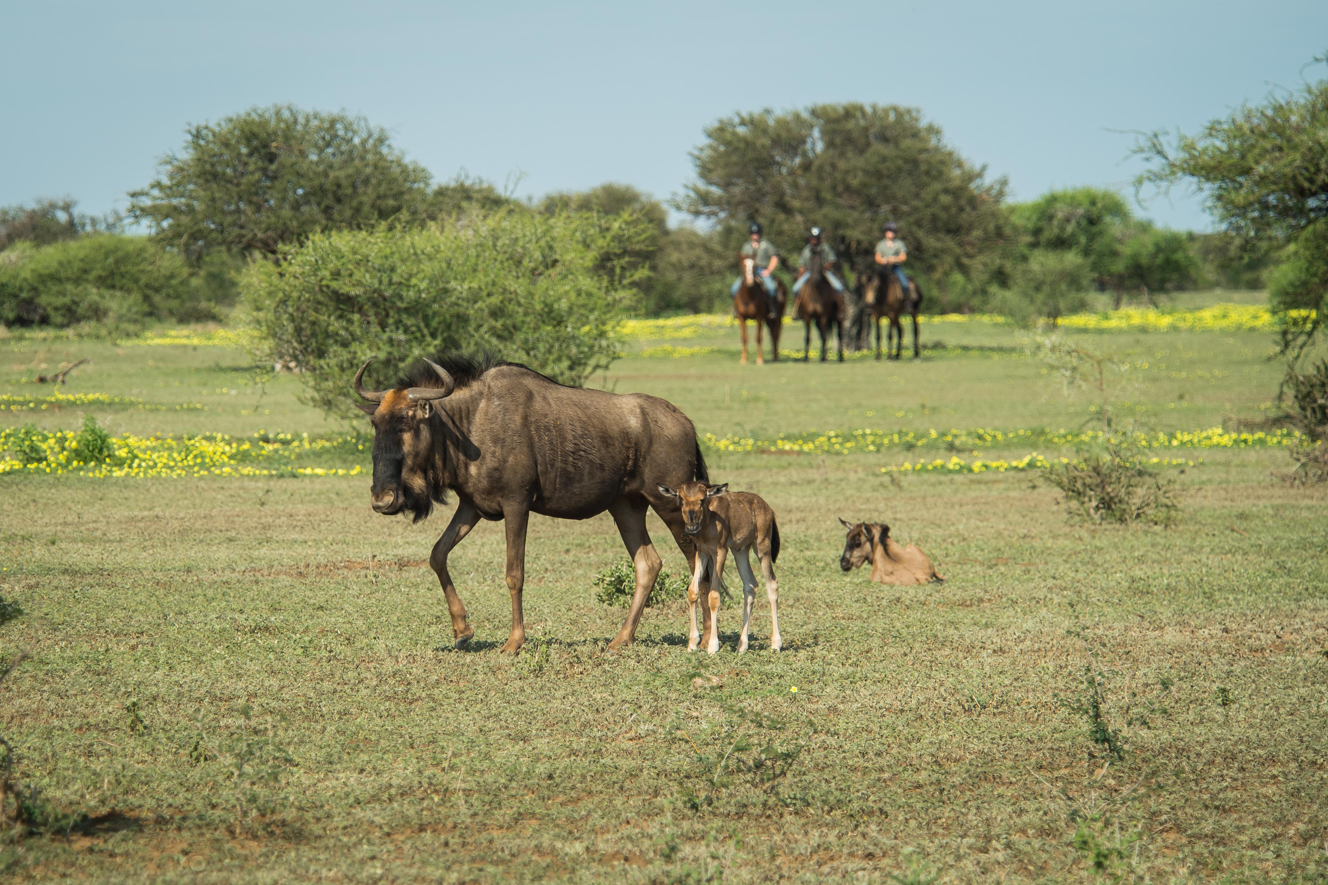 Tuli Safari, Botswana. En gnumamma med sin kalv betar lugnt på savannen medan ryttare ser på från avstånd – ett fint möte under ridresan.