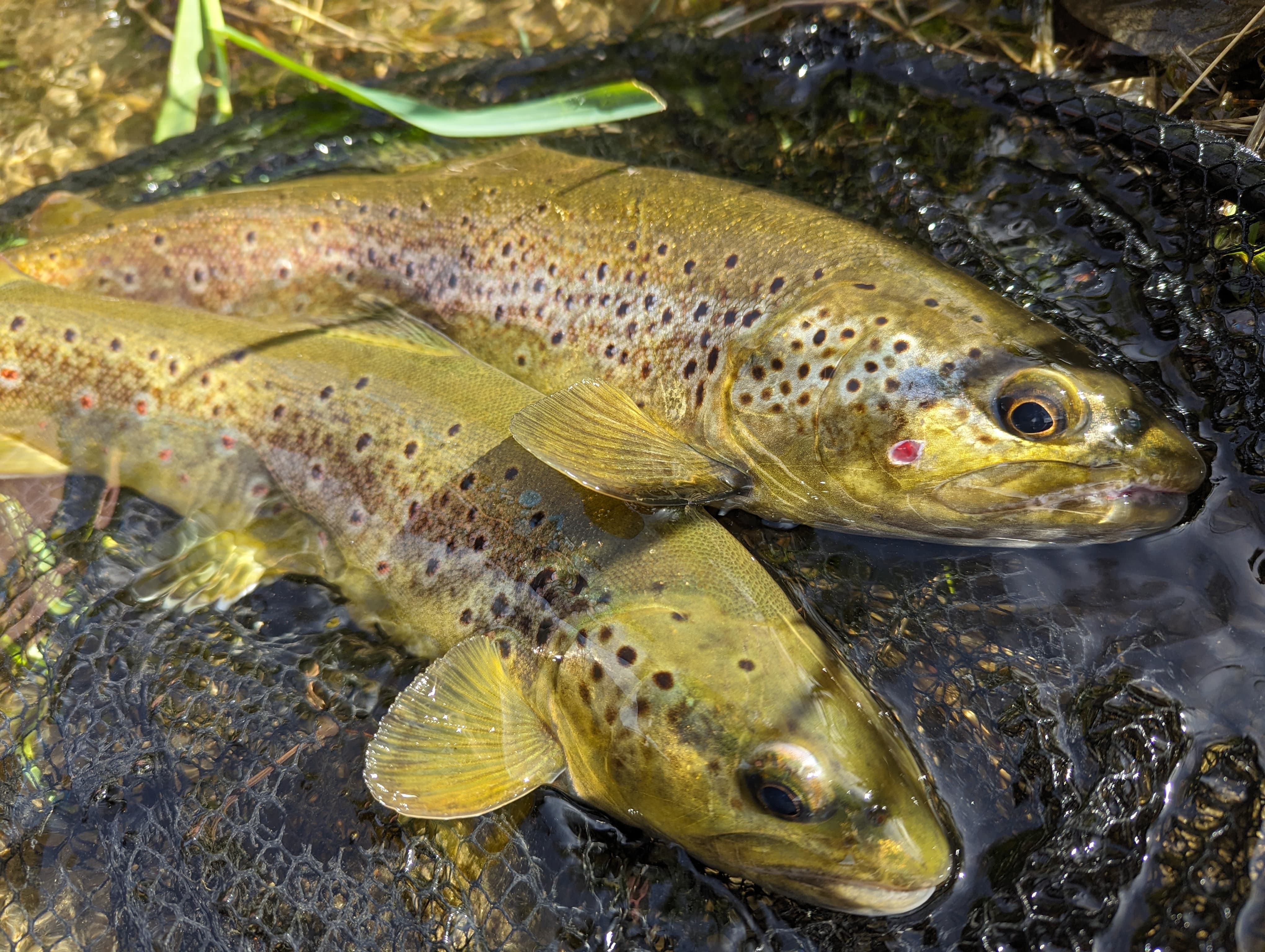 Fly fishing in the Ariège: wild trout caught using French nymph techniques.