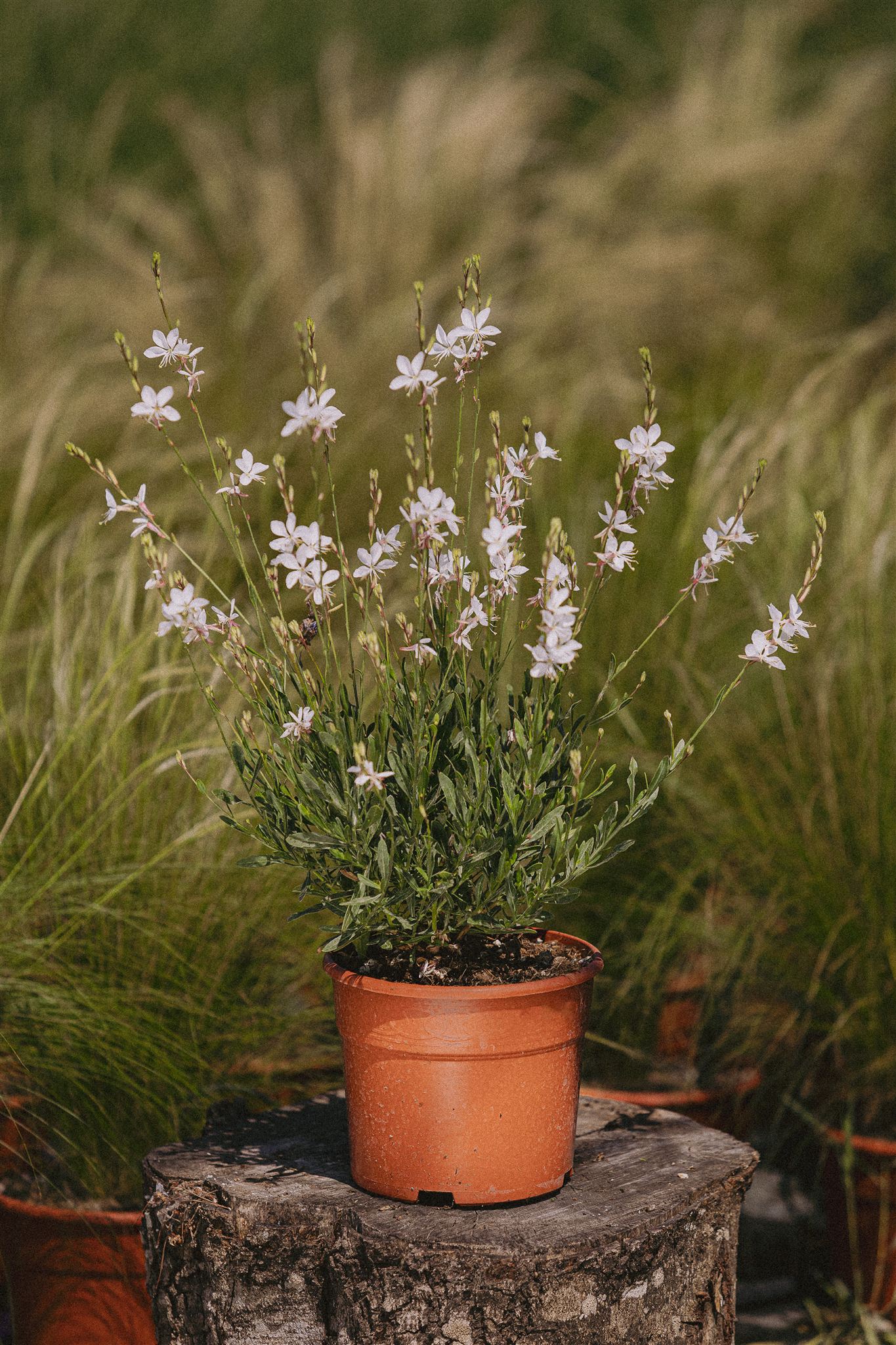 White Gaura Eiviss Garden