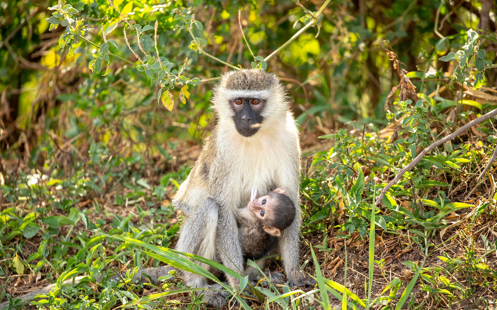 A vervet monkey feeding her infant in Maramagambo Forest - Queen Elizabeth National Park