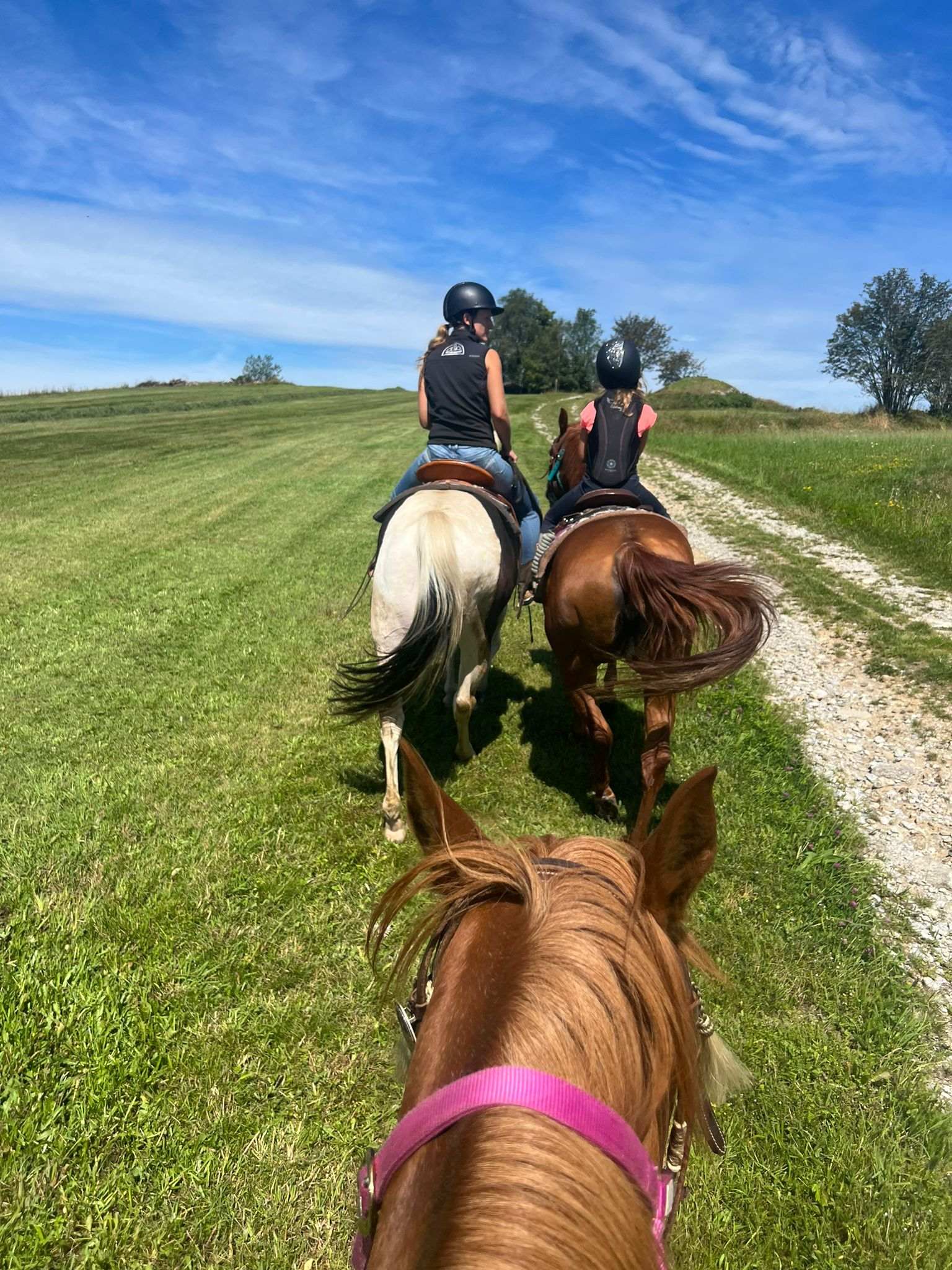 Pferde mit Reiter auf einem Feldweg