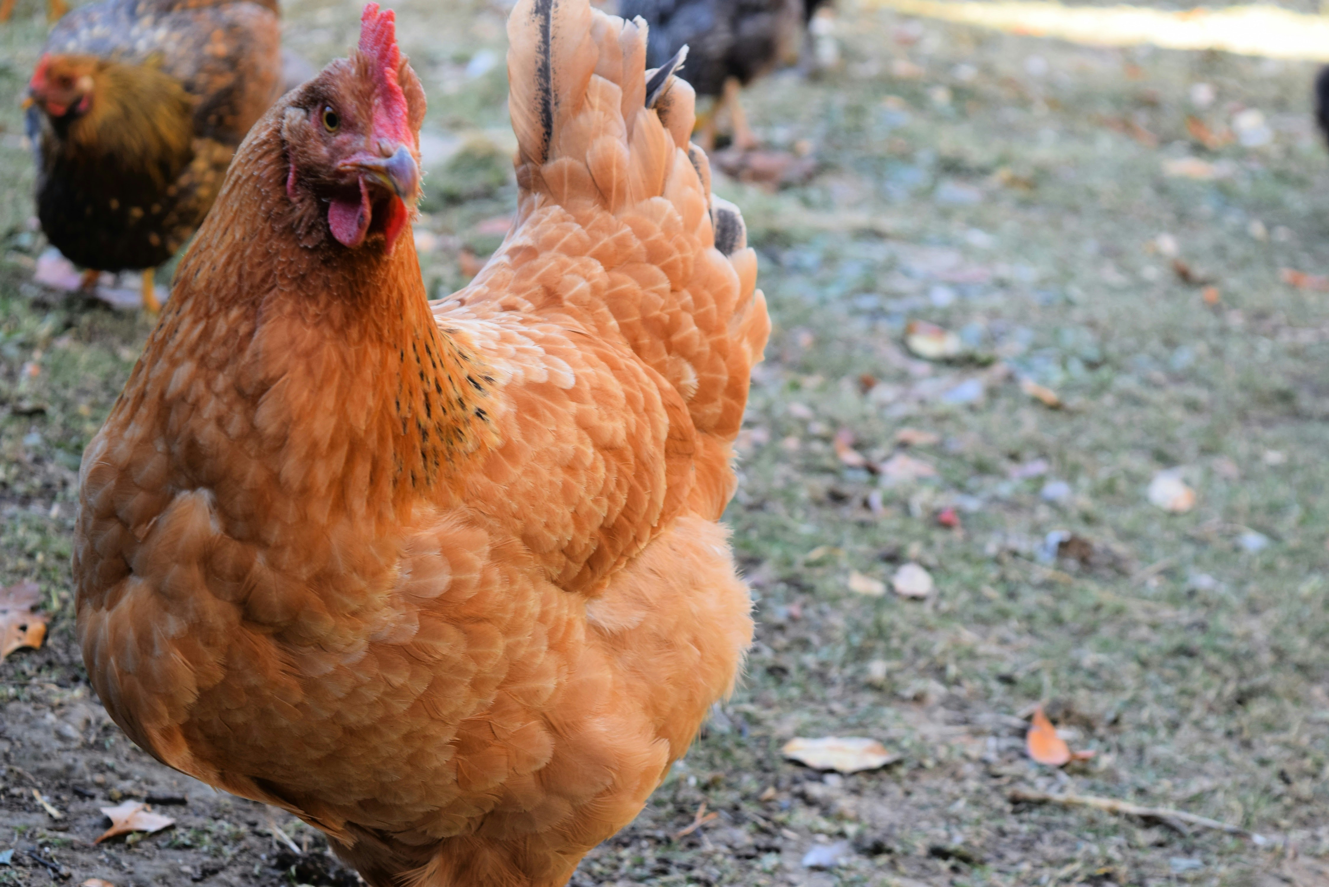 ciclo de vida de una gallina ponedora