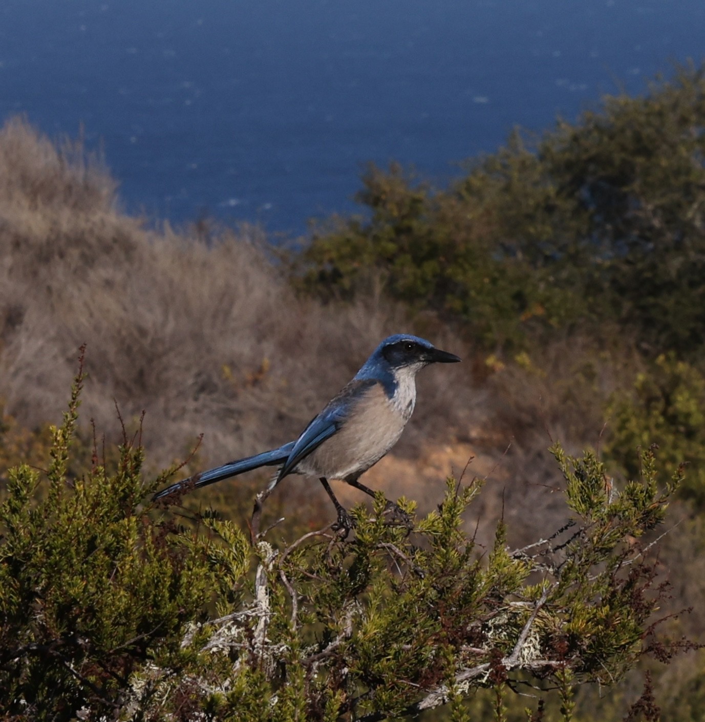 Map of Life - Species protection rises 6% on land and 4% in the seas in 2025