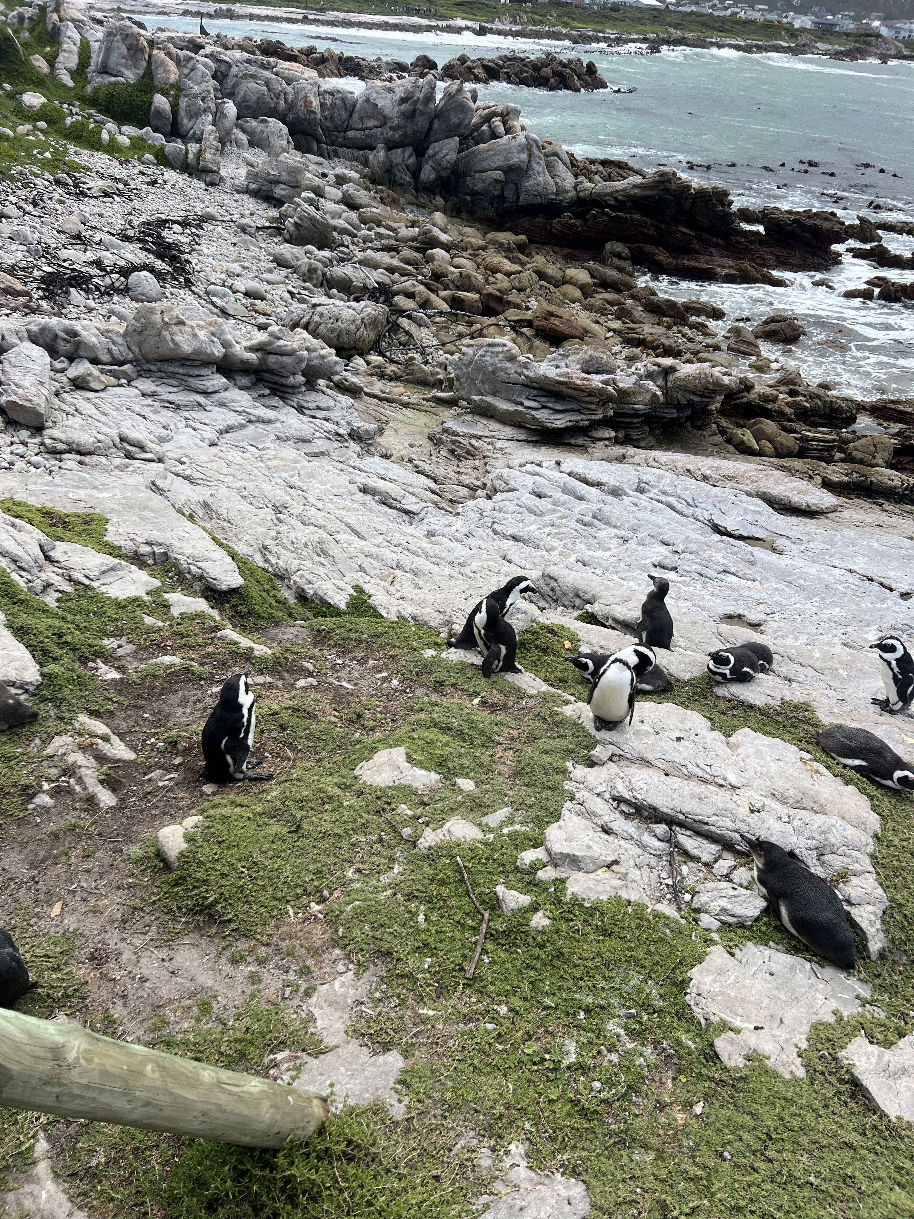 African Penguins walking down rocky terrain towards the ocean at Stony Point Nature Reserve.