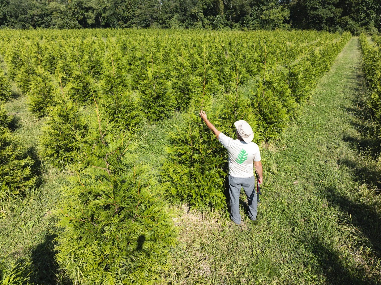 Hand holding Thuja foliage