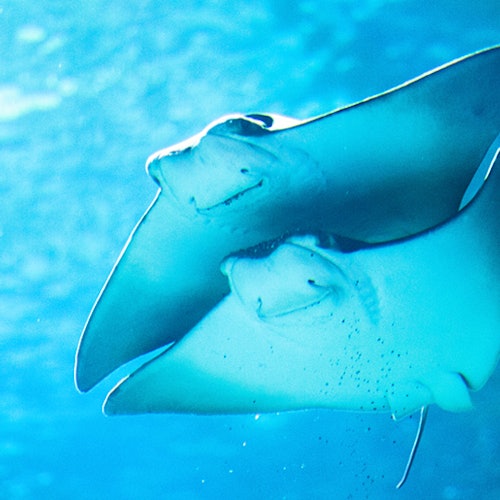 Zwei Mantarochen schwimmen zusammen im klaren blauen Wasser.